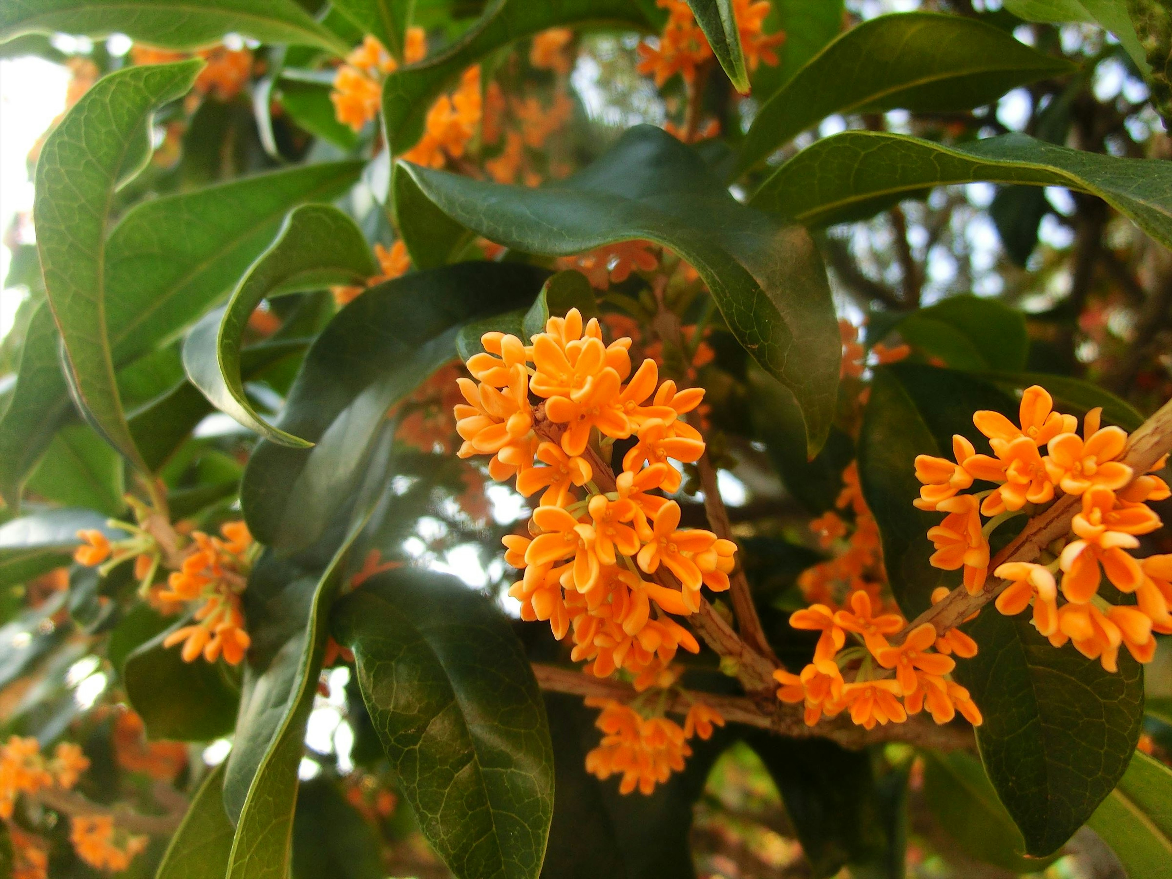 Gros plan sur une plante avec des fleurs orange en pleine floraison