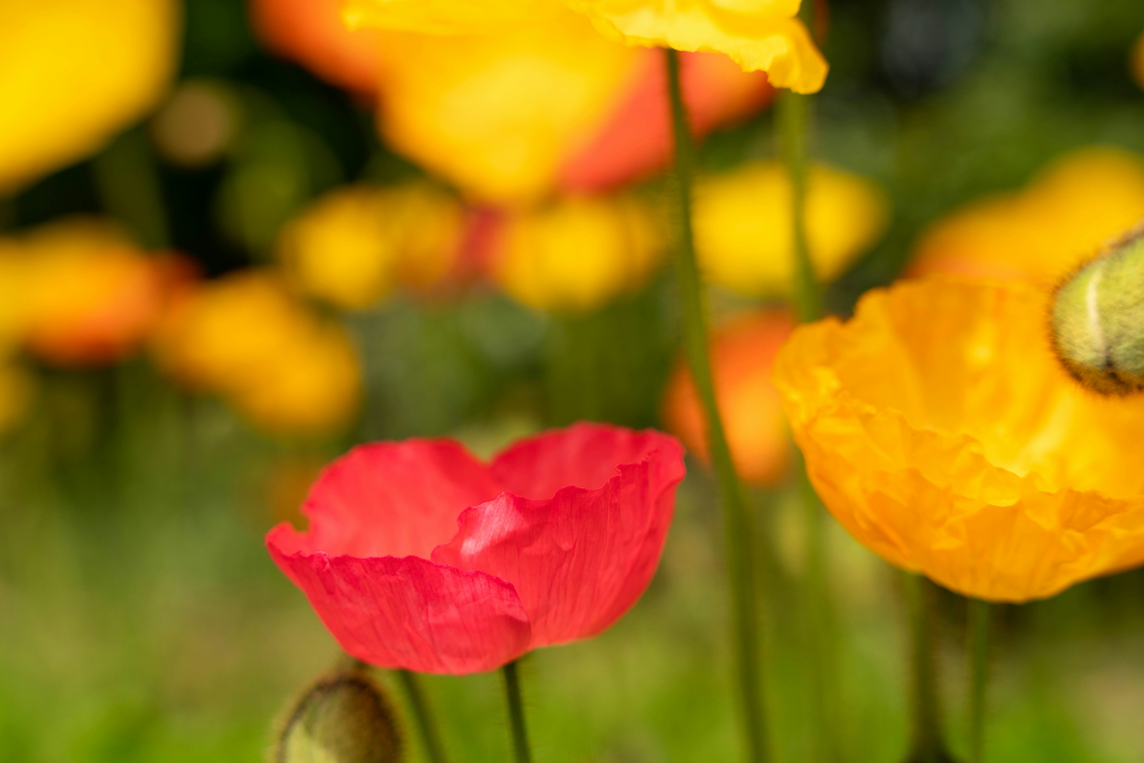 Fiori rossi e gialli vivaci che fioriscono in un giardino