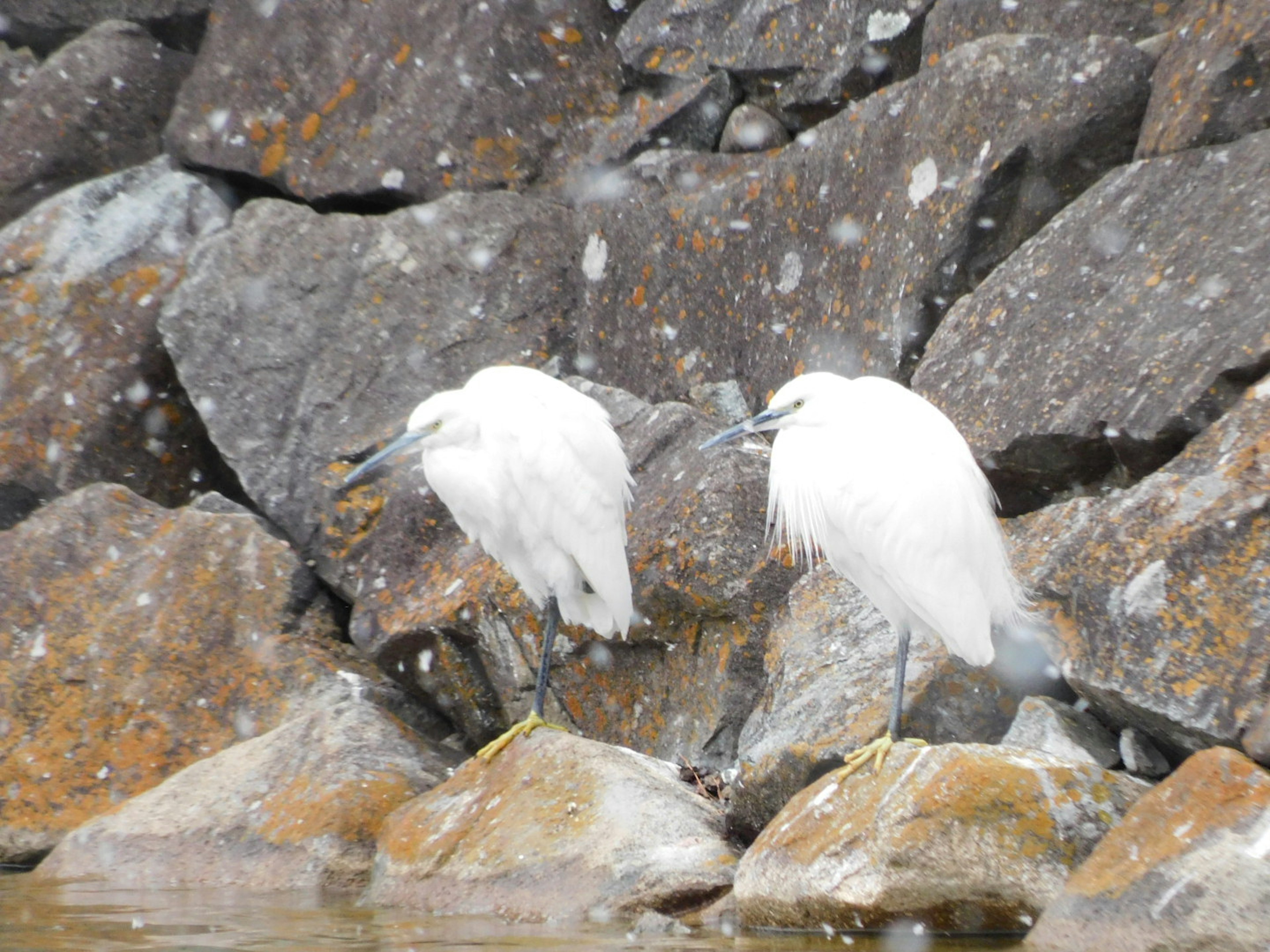 Two white birds standing on rocks by the water