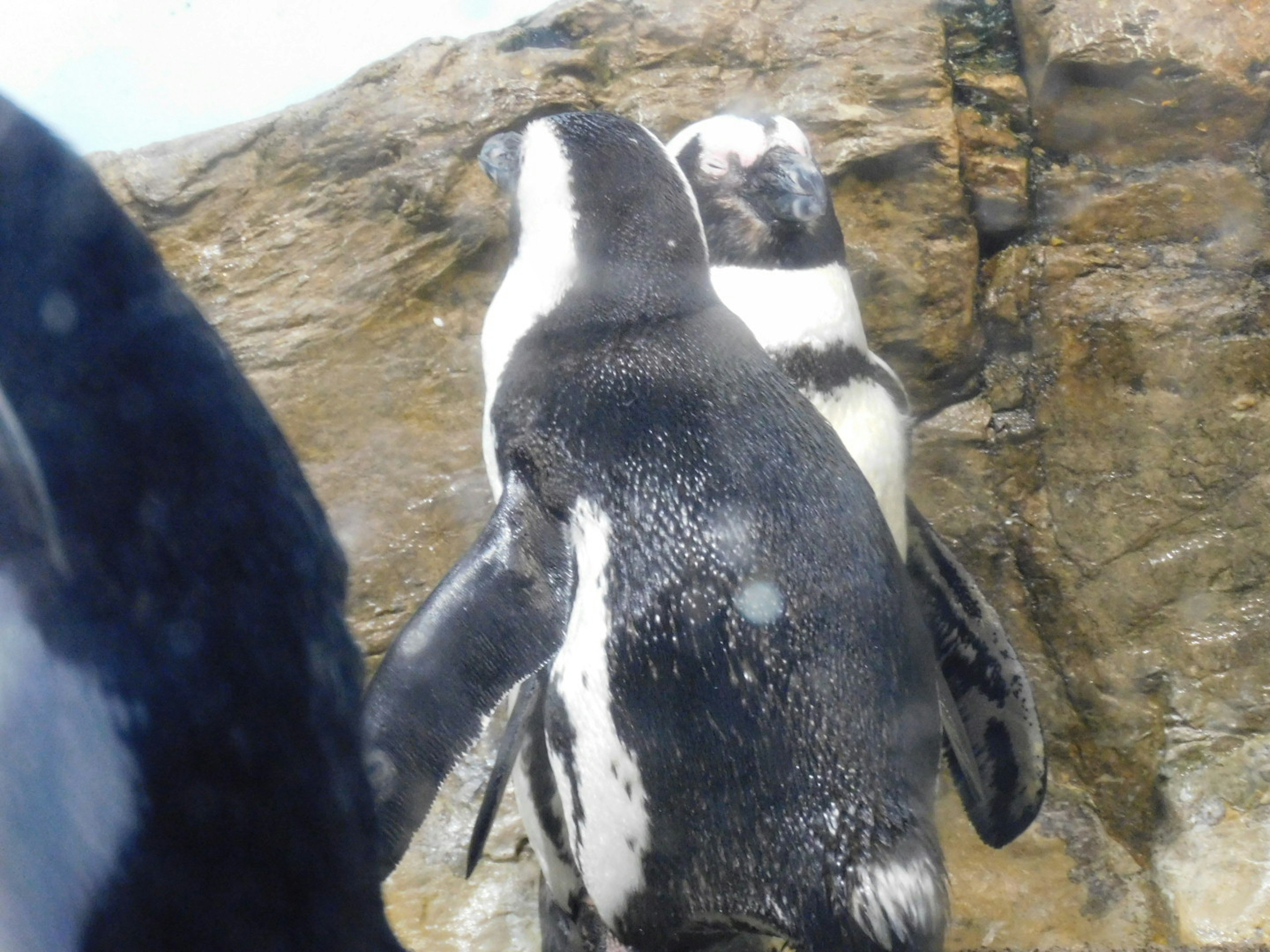 Two penguins cuddling near a rock