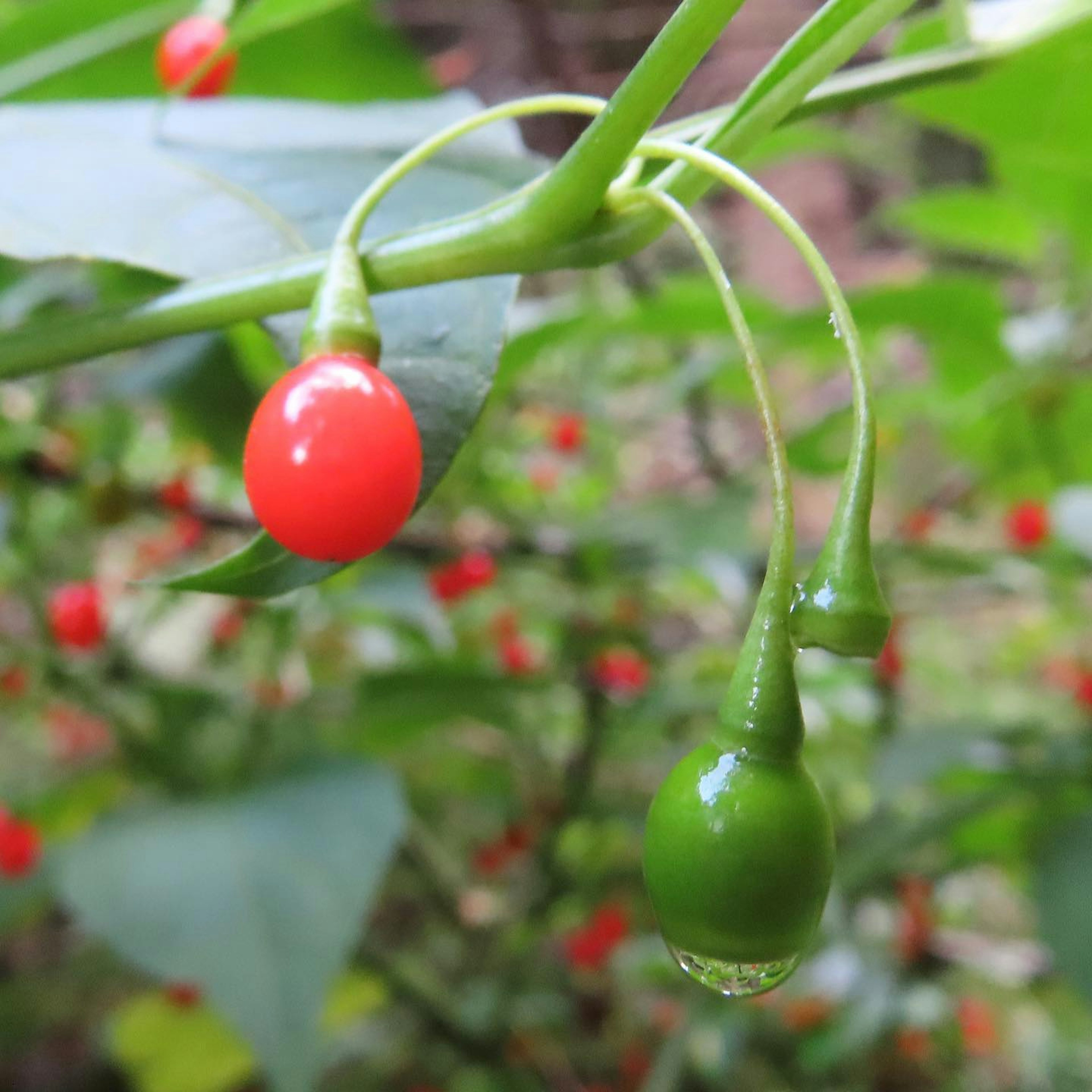 Pflanzenzweig mit roten und grünen Beeren