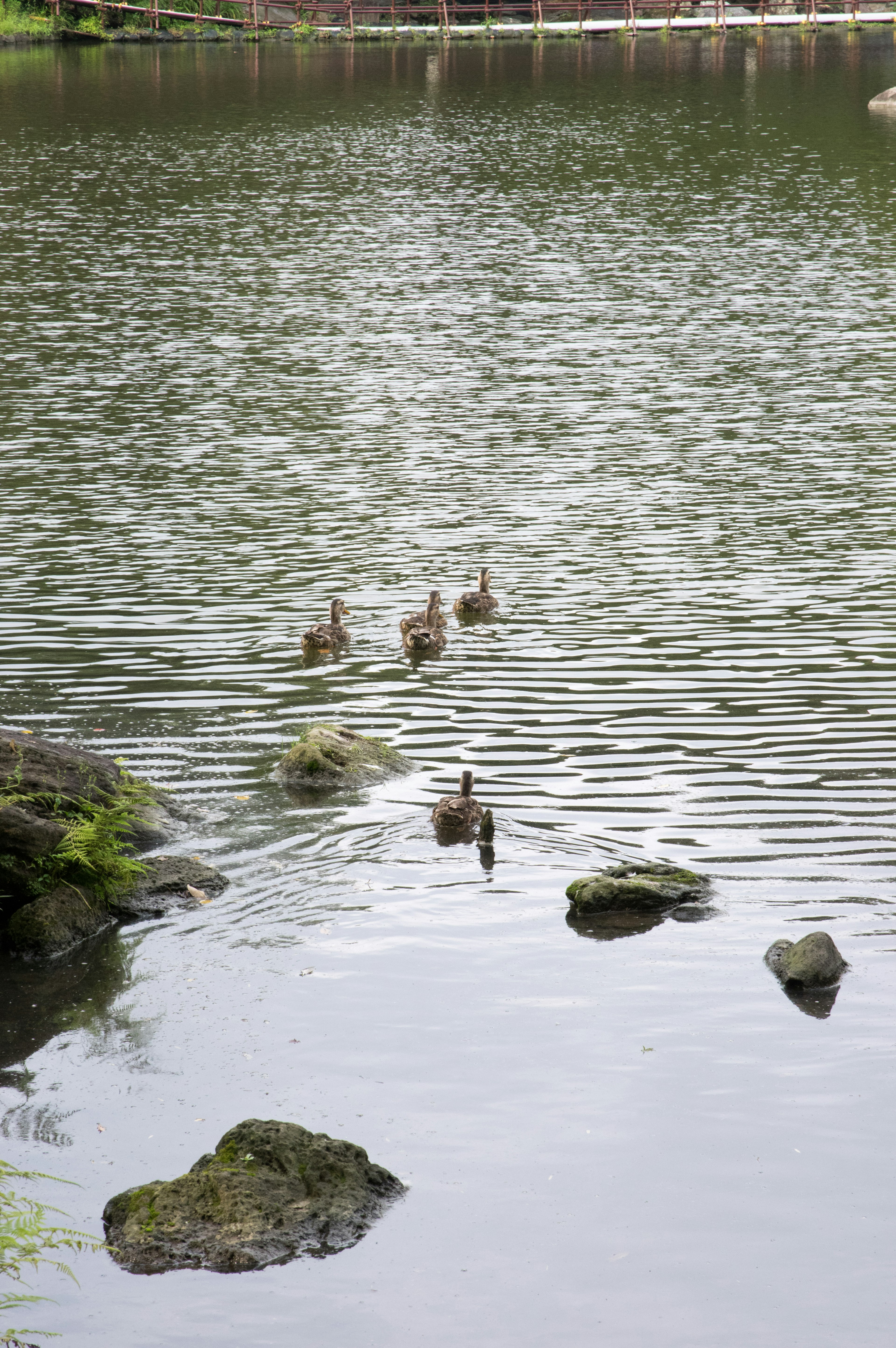 Canards nageant dans un étang calme entouré de rochers et de verdure