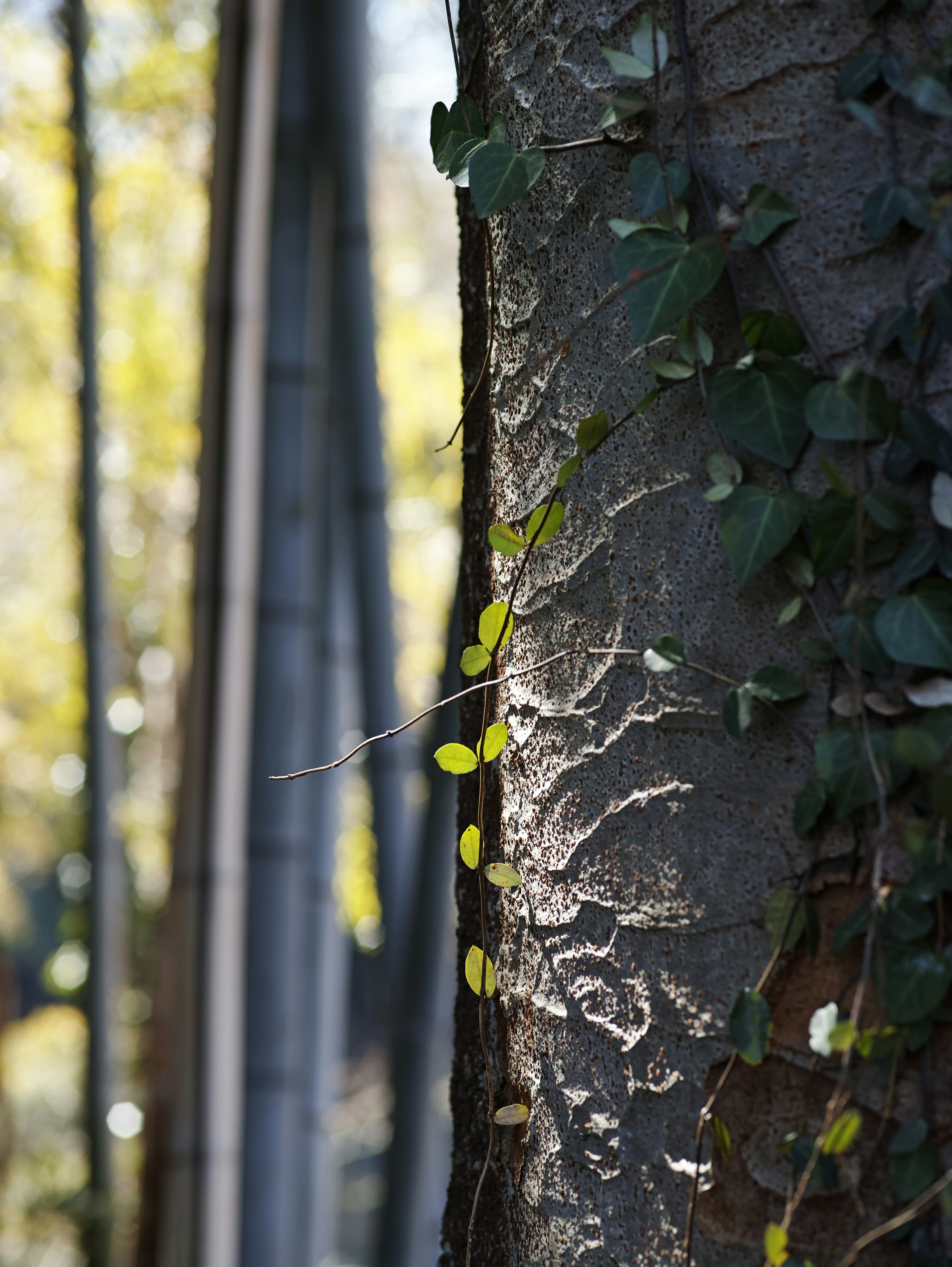 Hojas verdes trepando por un tronco de árbol con árboles borrosos al fondo