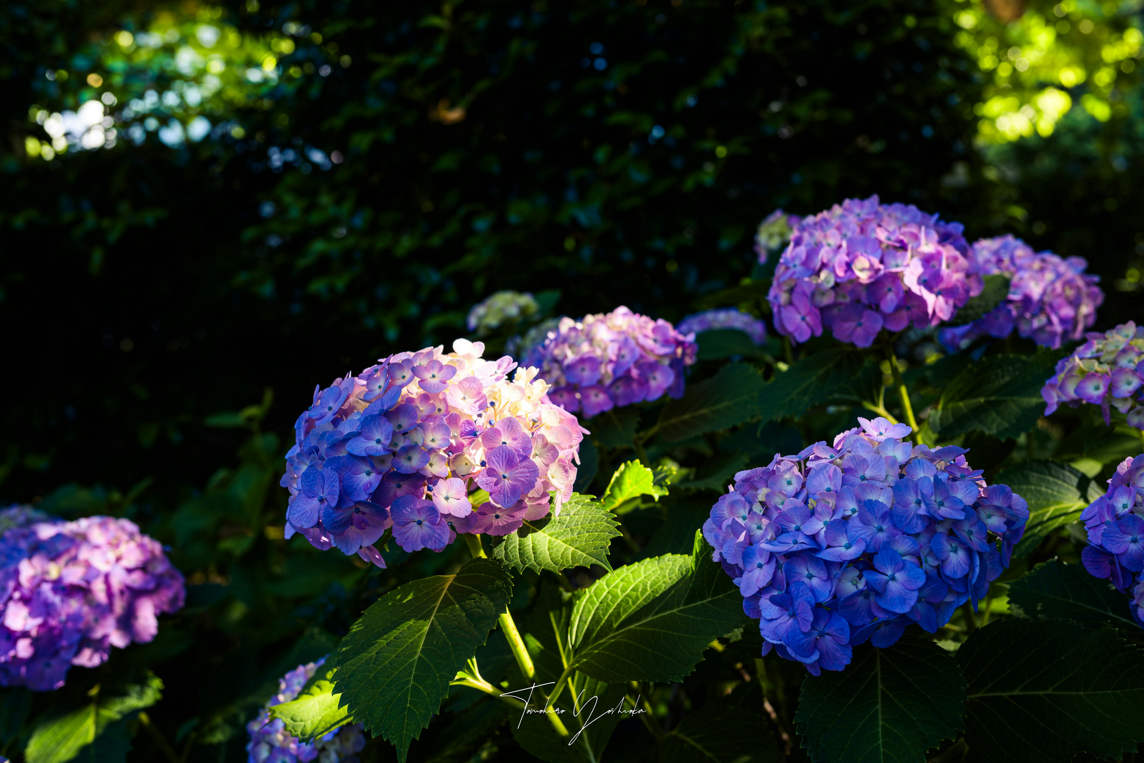 Flores de hortensia moradas floreciendo entre hojas verdes a la luz del sol