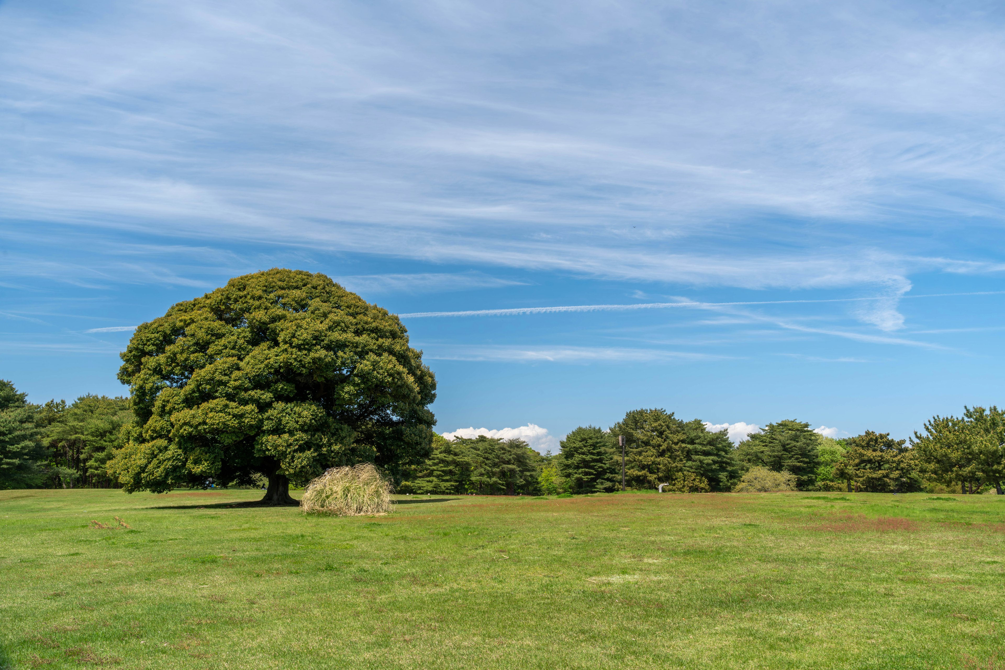 A large tree stands in a vast green meadow under a blue sky