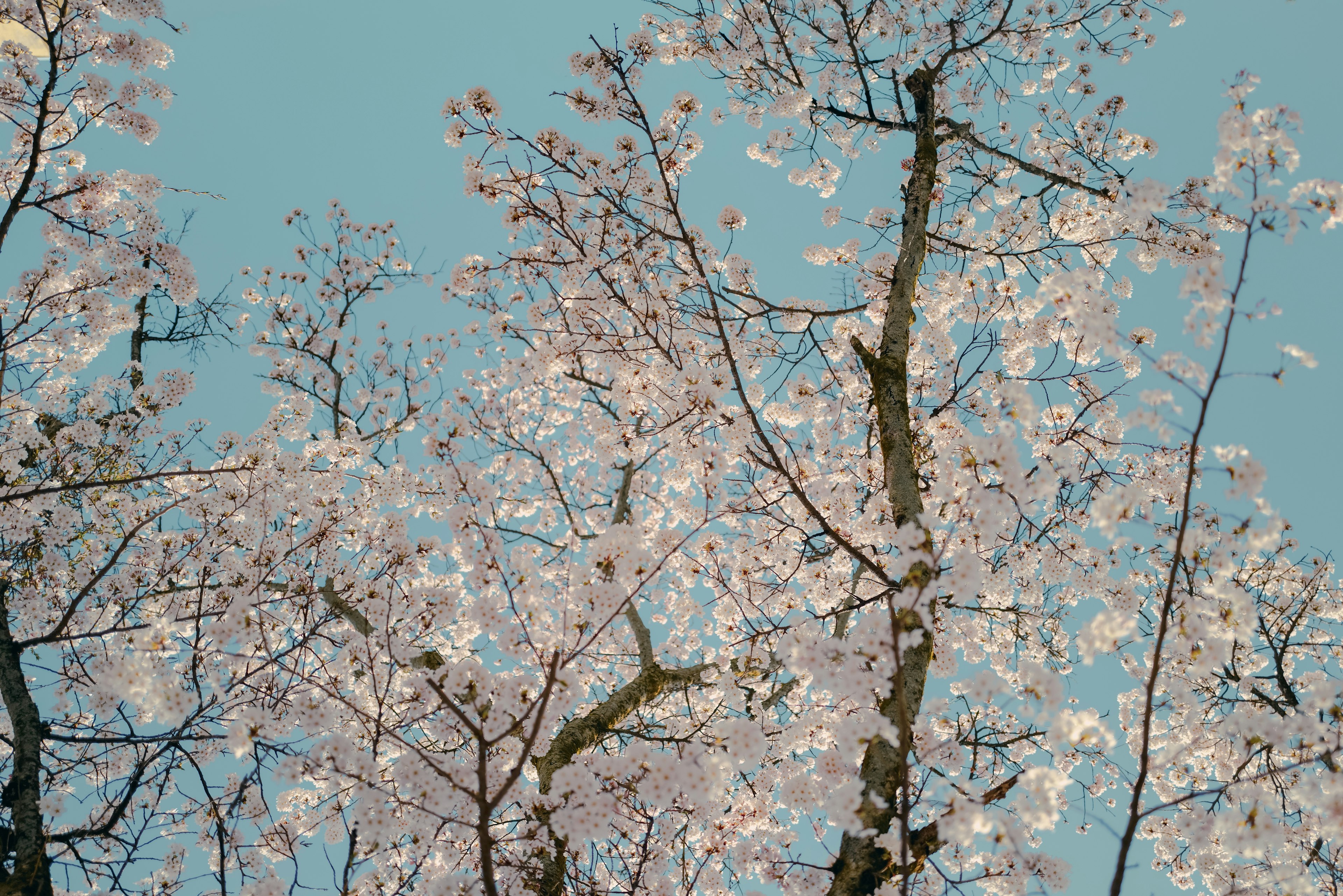 Cherry blossom trees with pink flowers against a blue sky