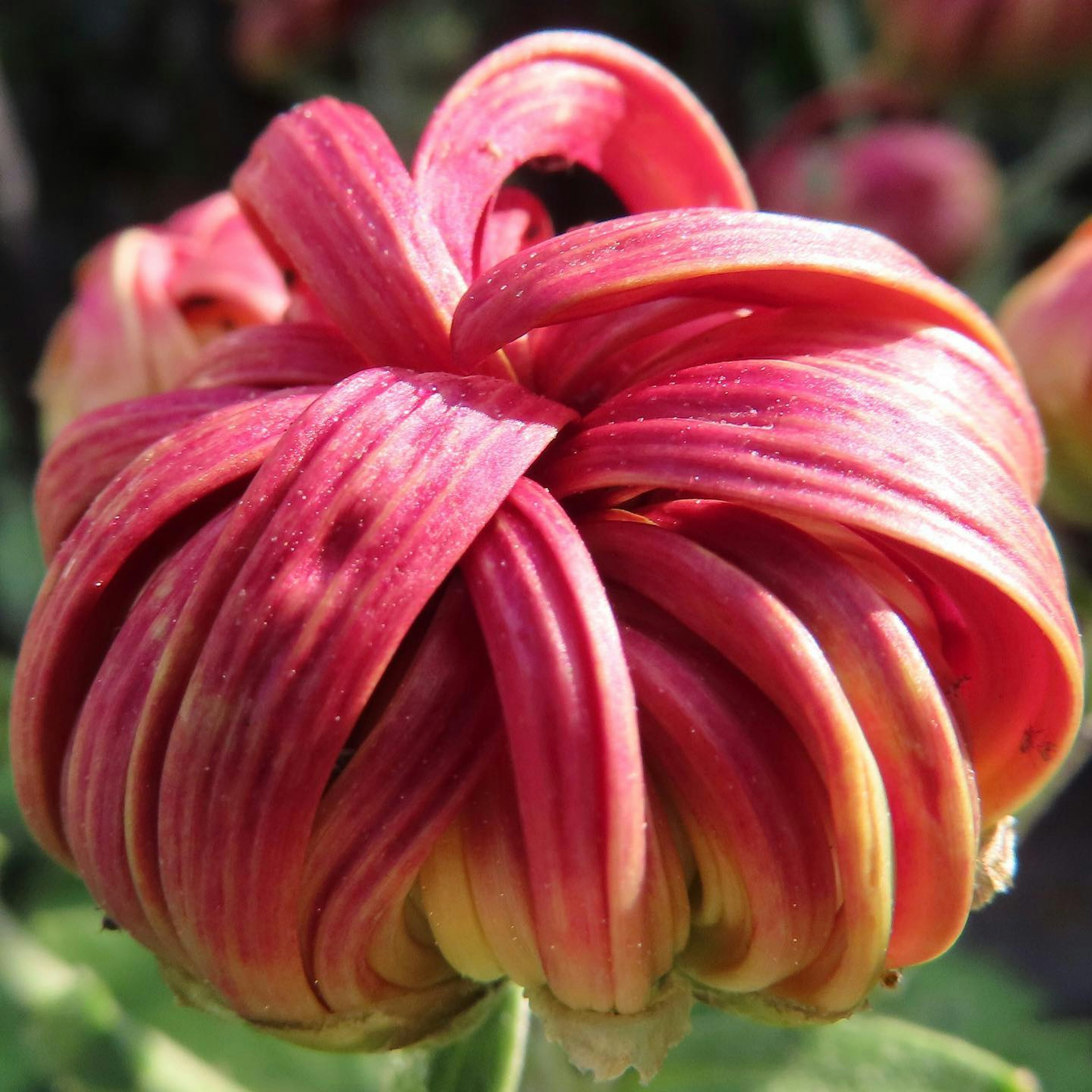 Beautiful flower with intertwined red and yellow petals