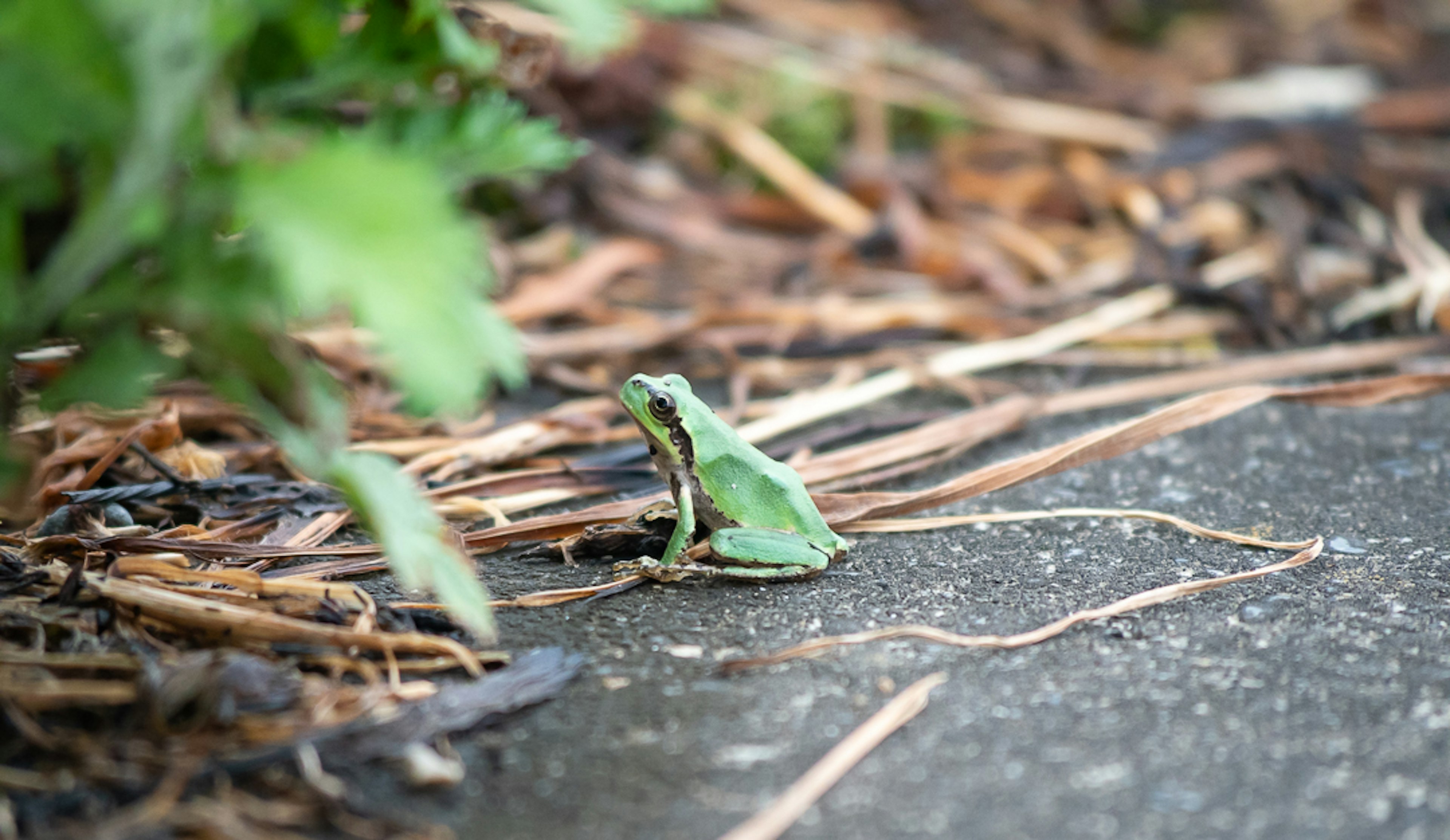 Seekor katak hijau duduk di samping jalan yang dipaving