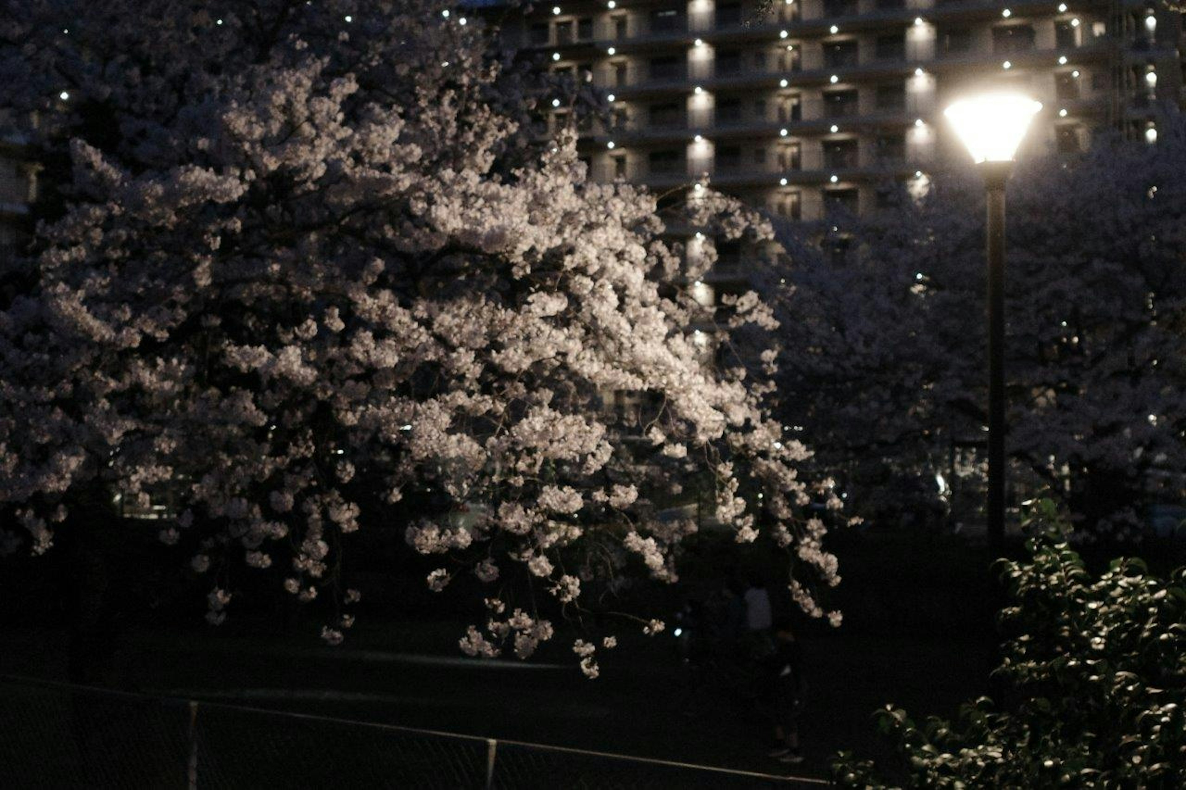 夜桜の下にある街灯とマンションの背景に映える桜の花