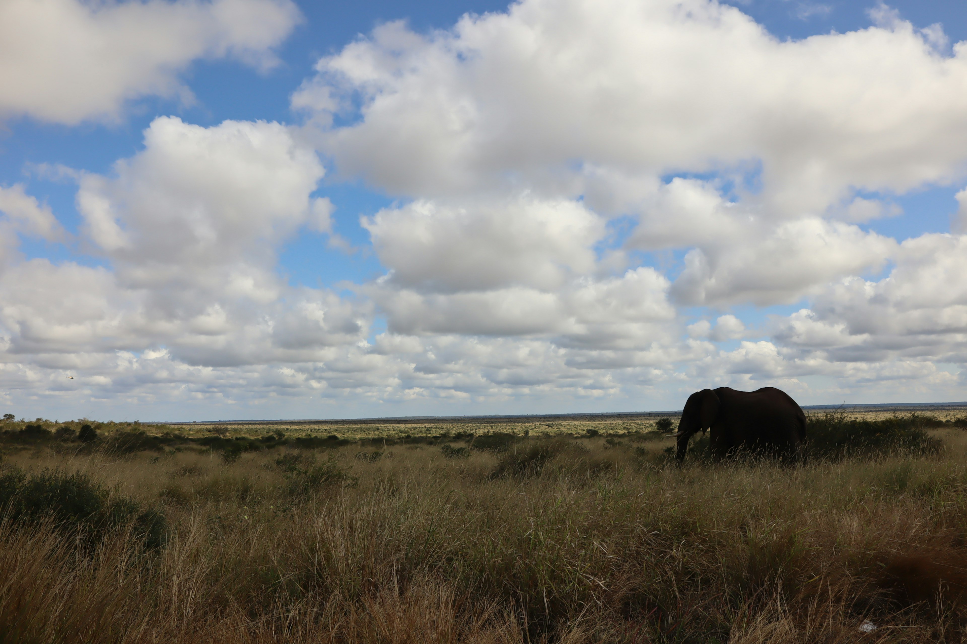 Elefant in einer weiten Graslandschaft unter einem blauen Himmel mit Wolken