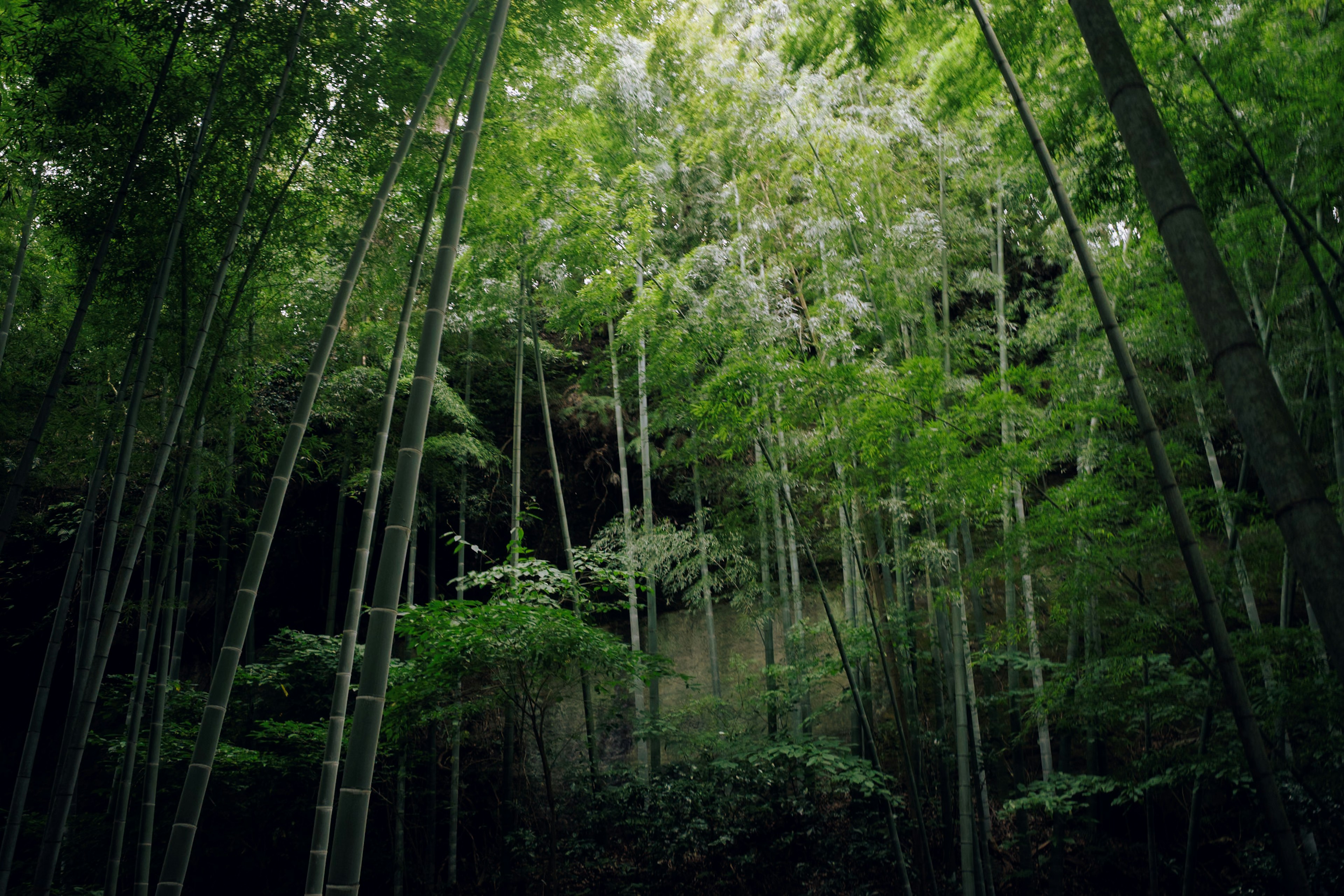 郁郁蔥蔥的竹林場景，高大的竹竿