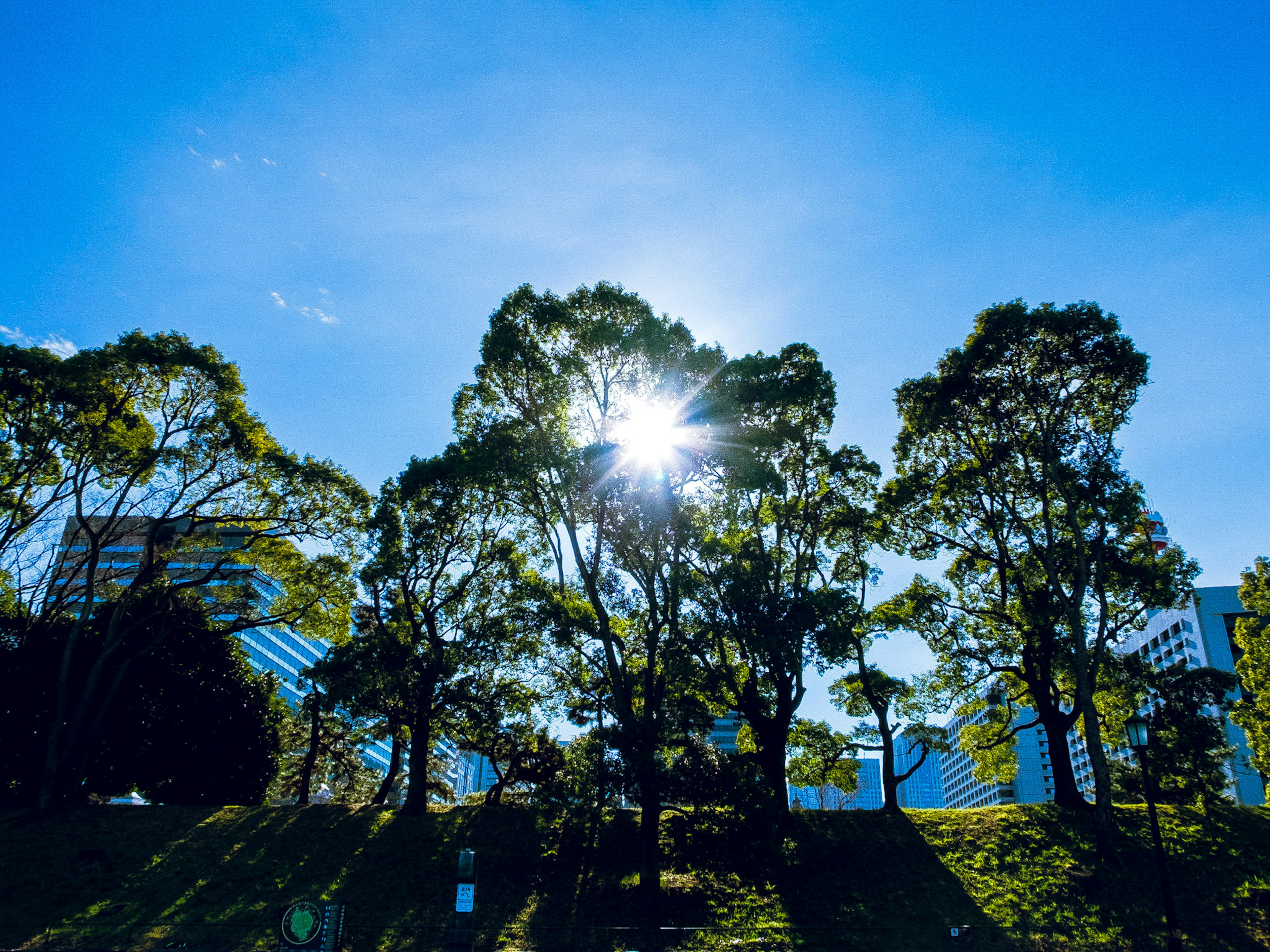 Eine Landschaft mit hohen Bäumen unter einem blauen Himmel mit Sonnenlicht, das durchscheint