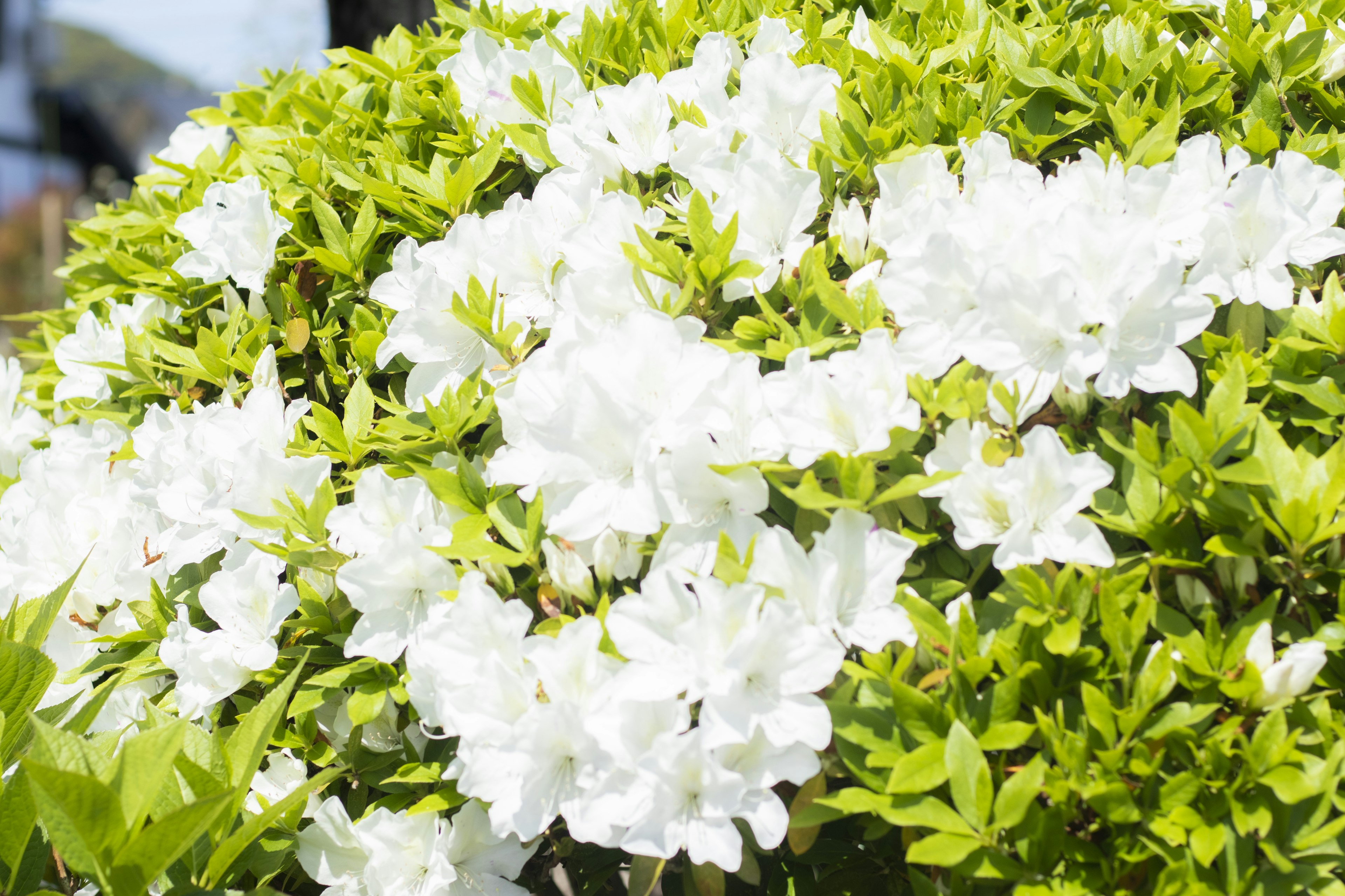 Arbusto de azalea con flores blancas y hojas verdes