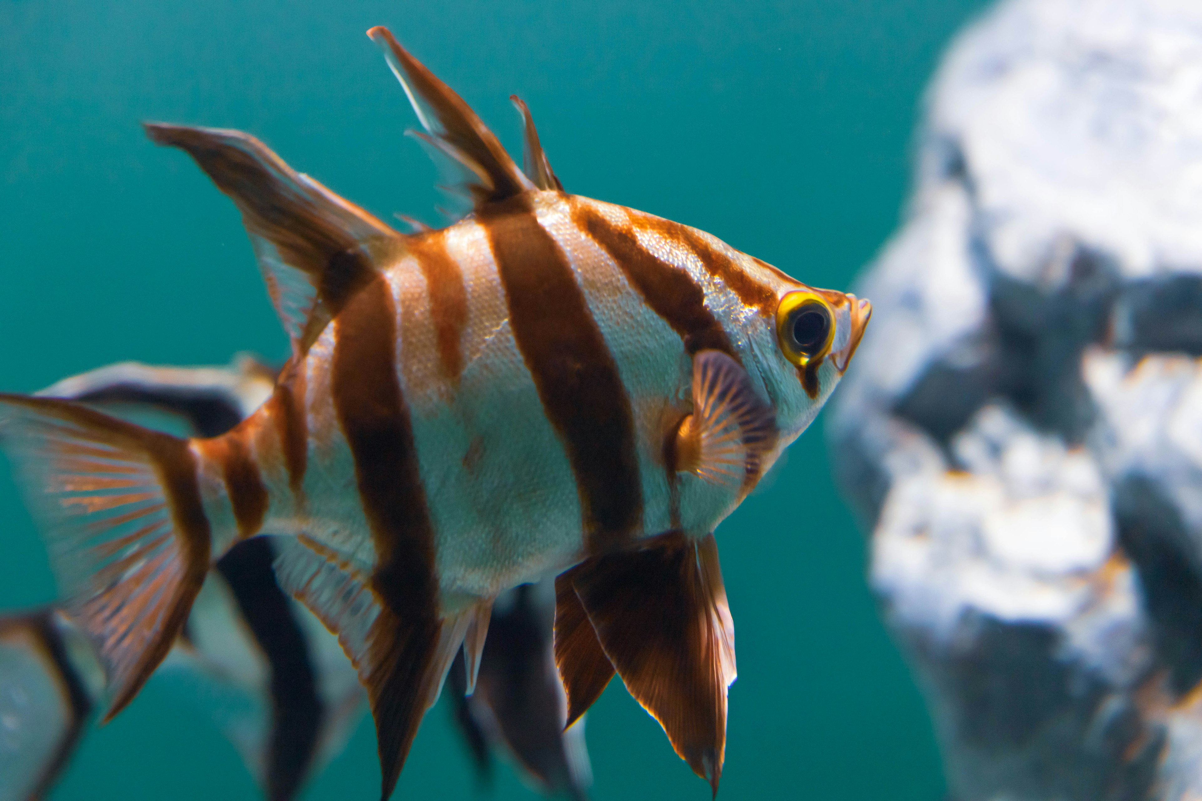 Gros plan d'un poisson rayé nageant dans l'eau avec un fond bleu et une roche