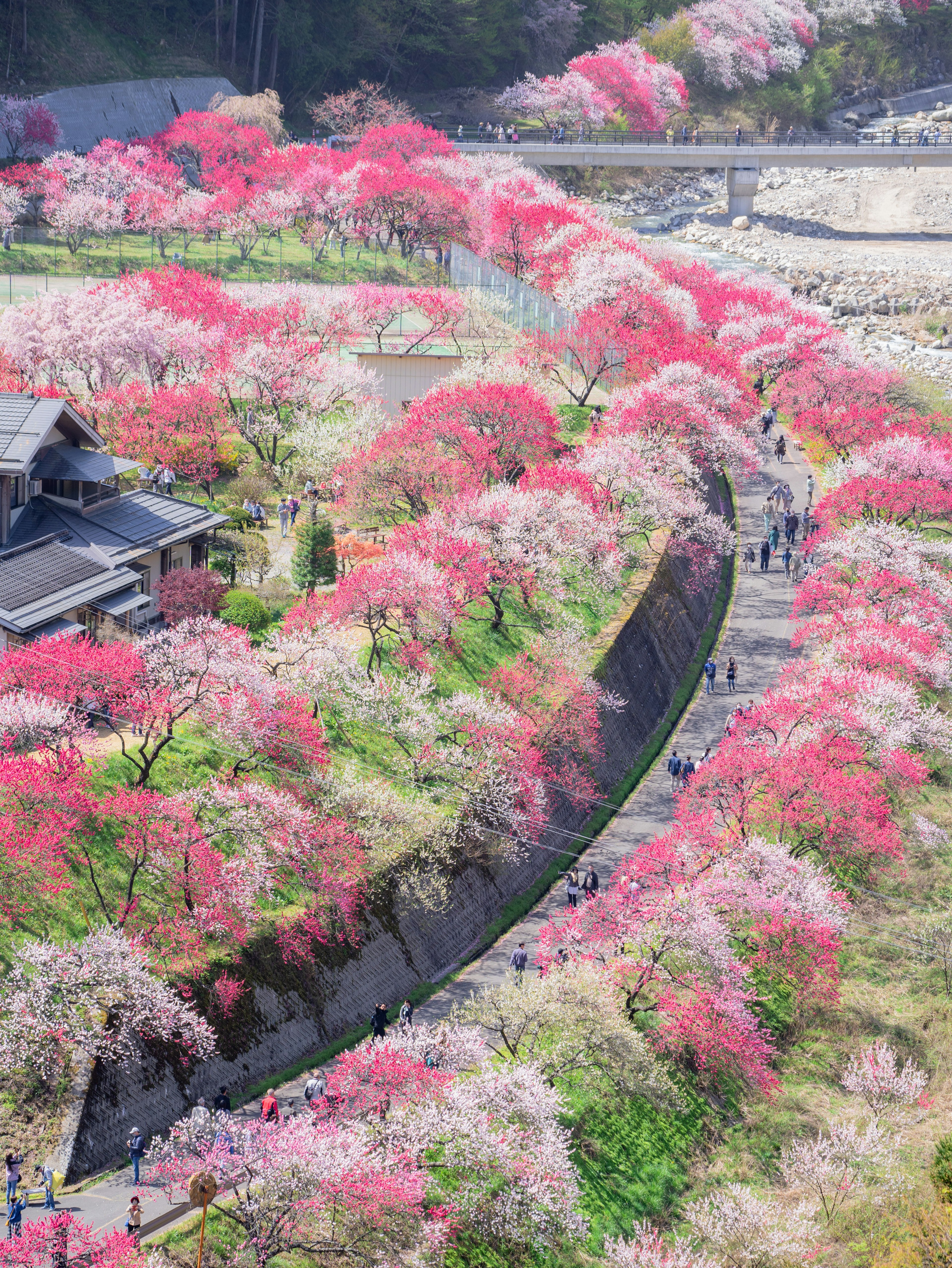 春の桜の花が咲き誇る美しい風景