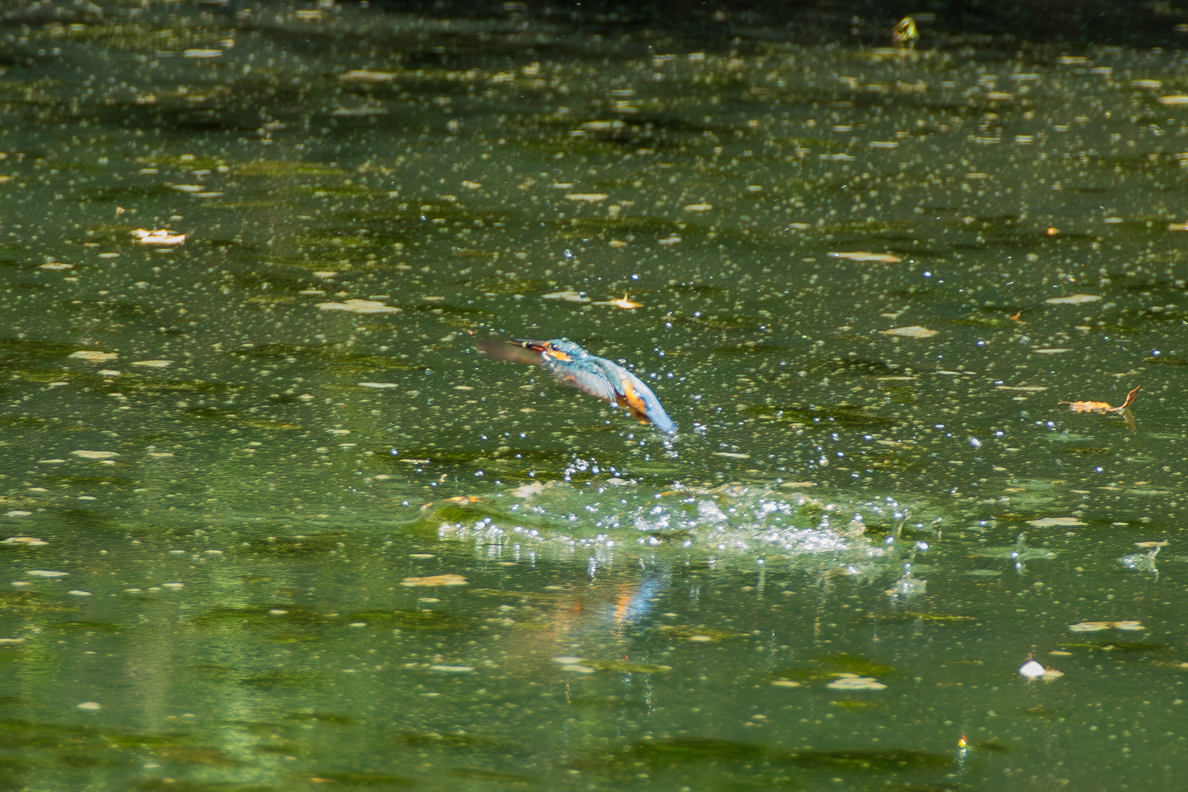 Ikan melompat dari permukaan air dikelilingi oleh air hijau dan daun mengapung