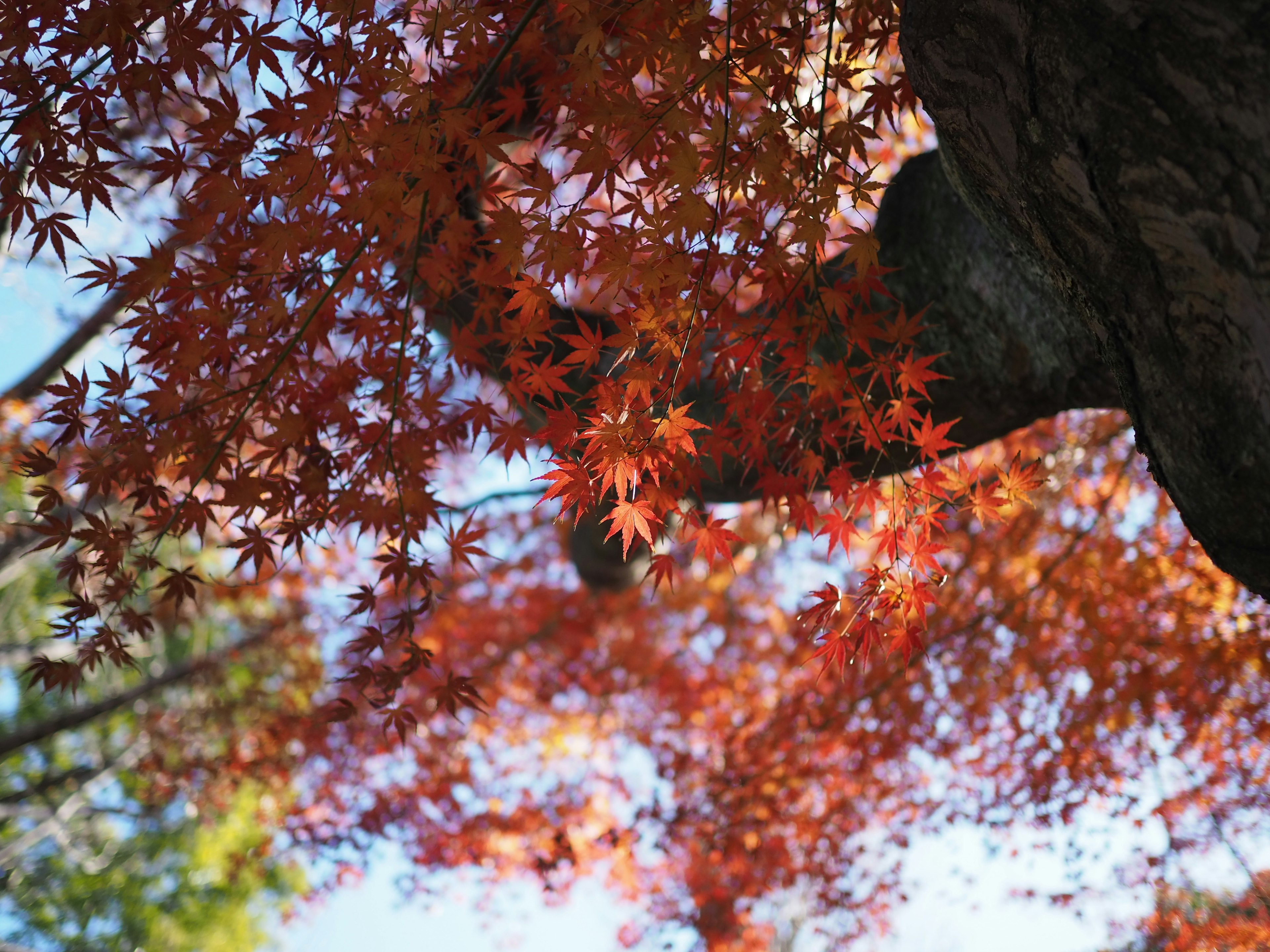 Vibrant autumn leaves against a blue sky