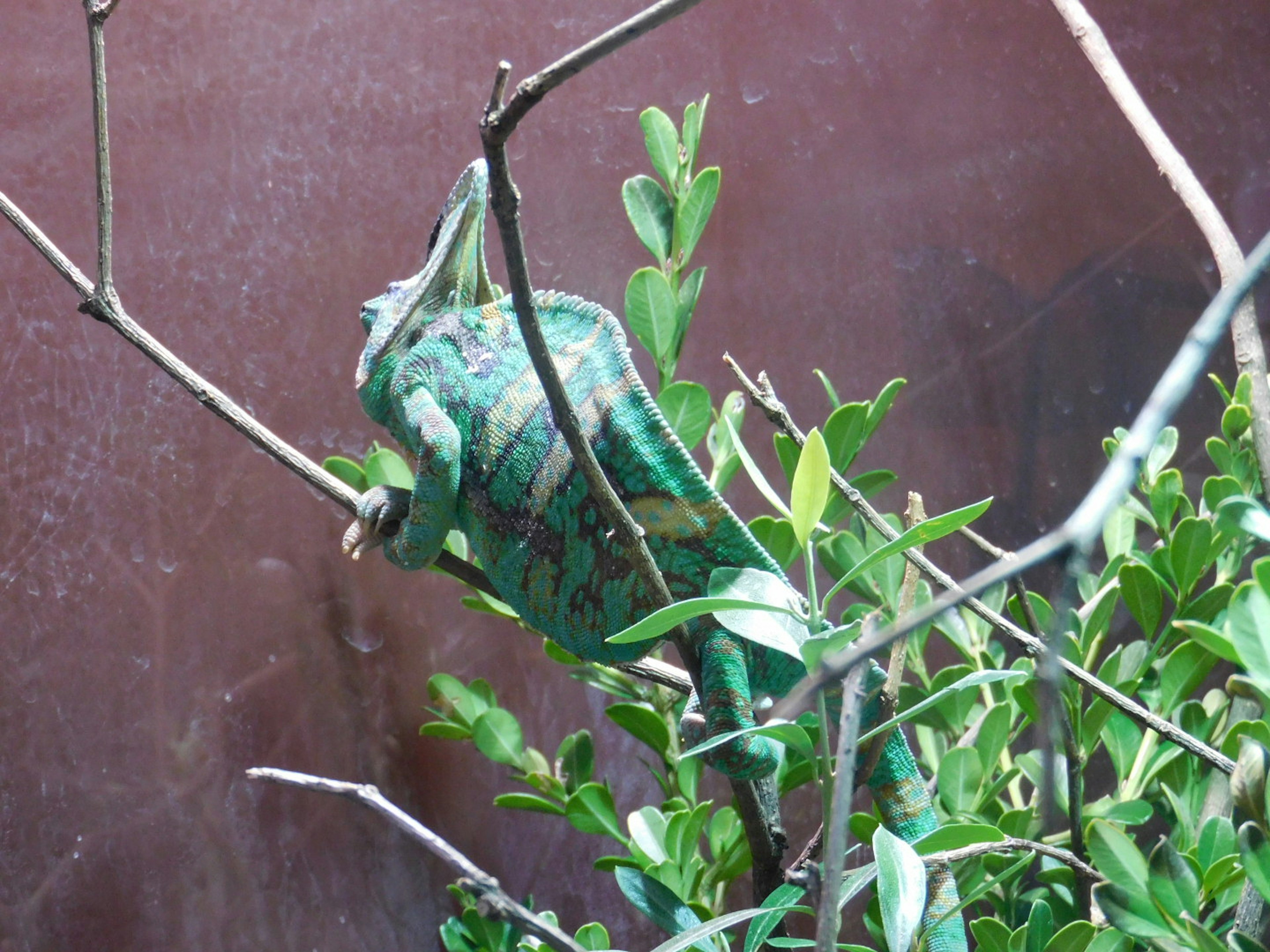 Green lizard perched on branches among leaves