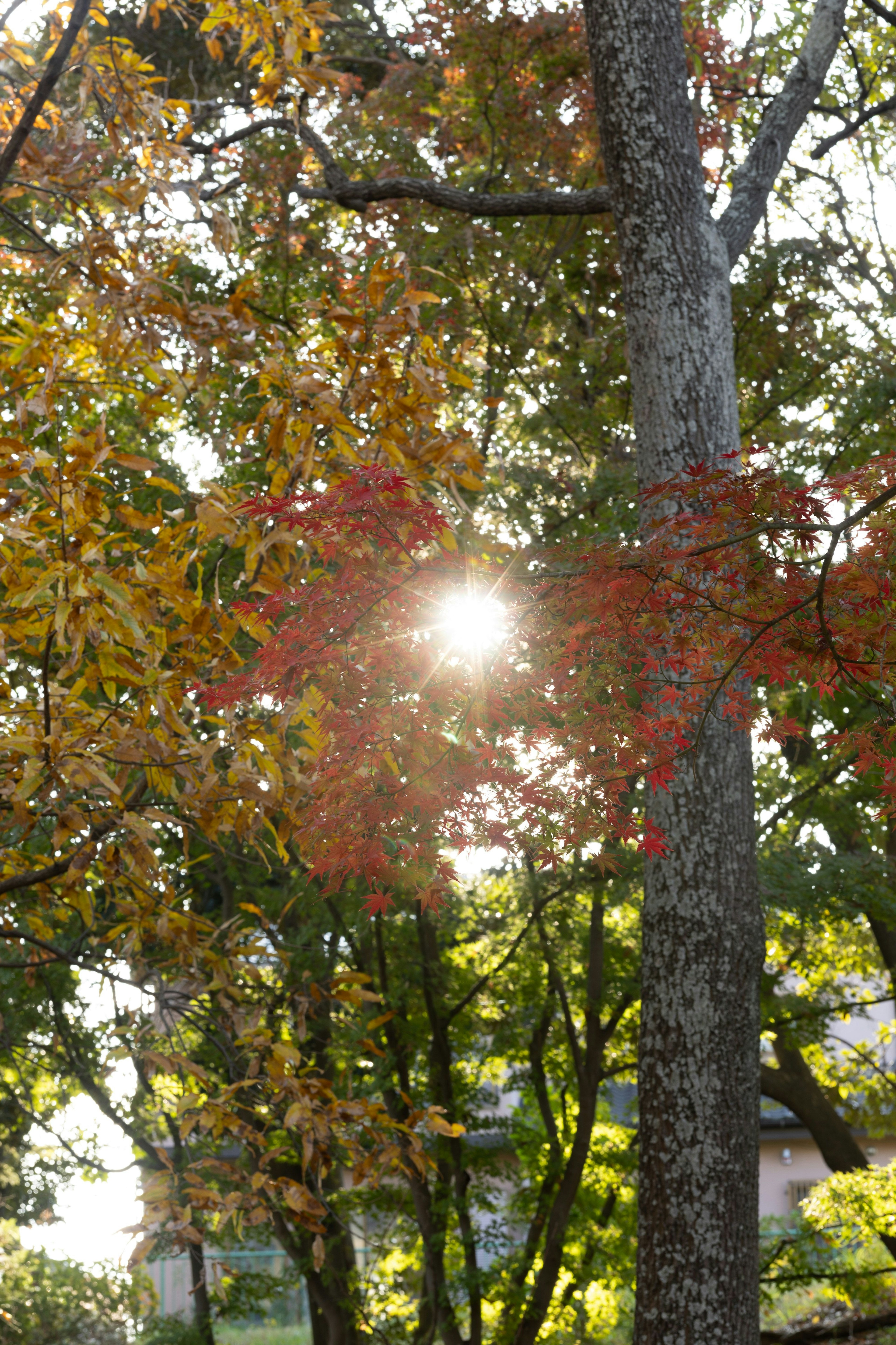 Sonnenlicht, das durch bunte Herbstblätter scheint
