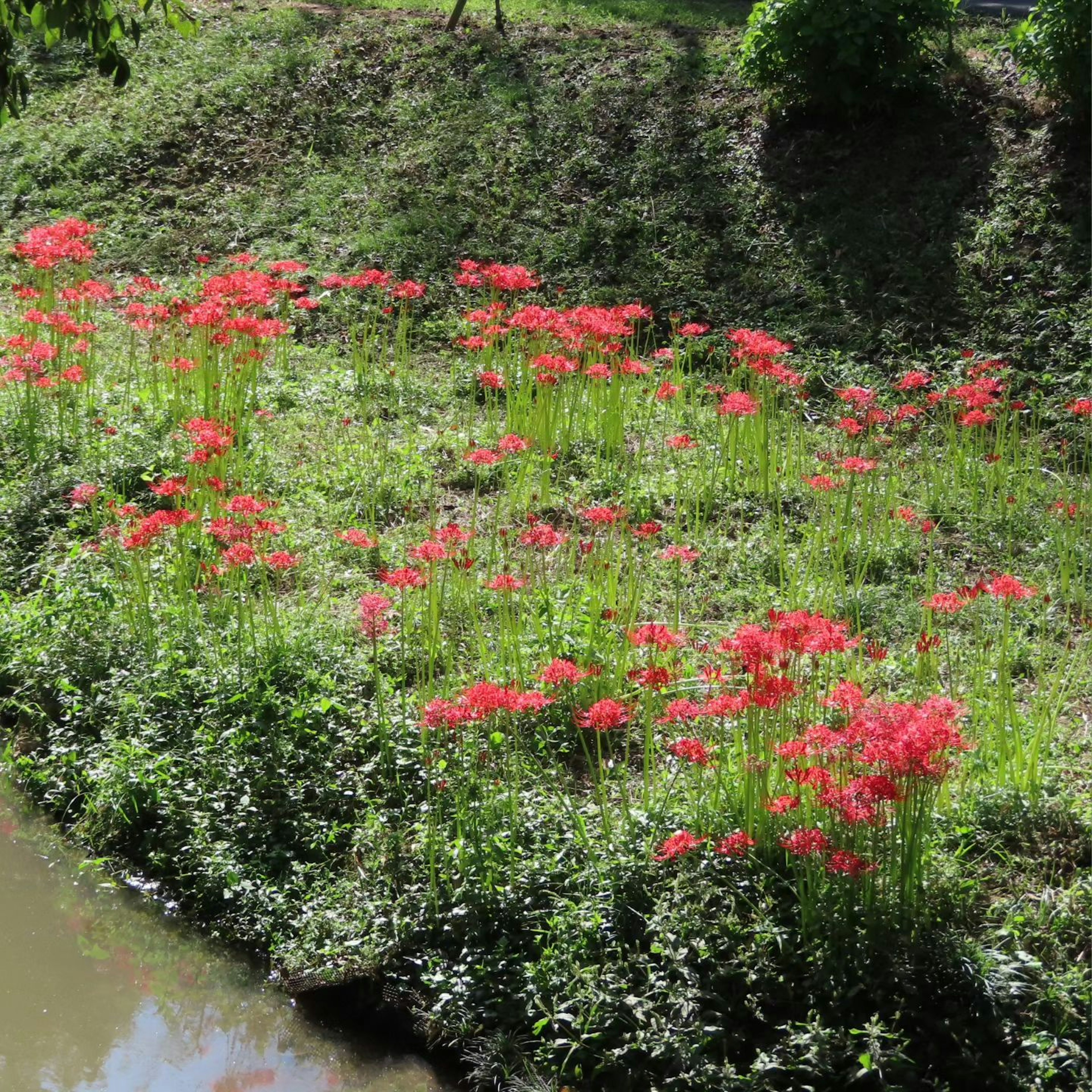 Cluster von roten Spinnenlilien, die am Fluss blühen