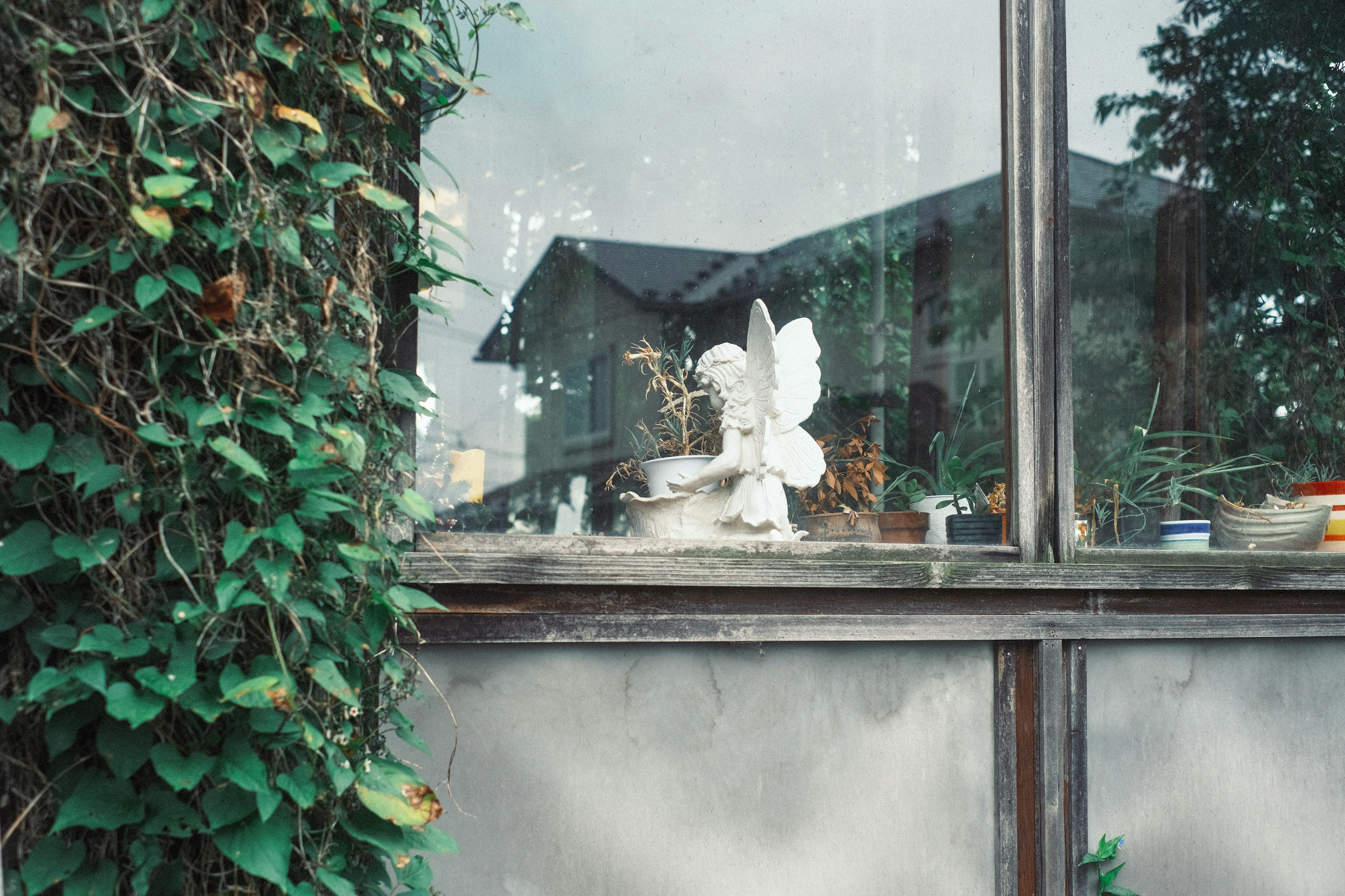 White angel statue and green vine plant outside a window