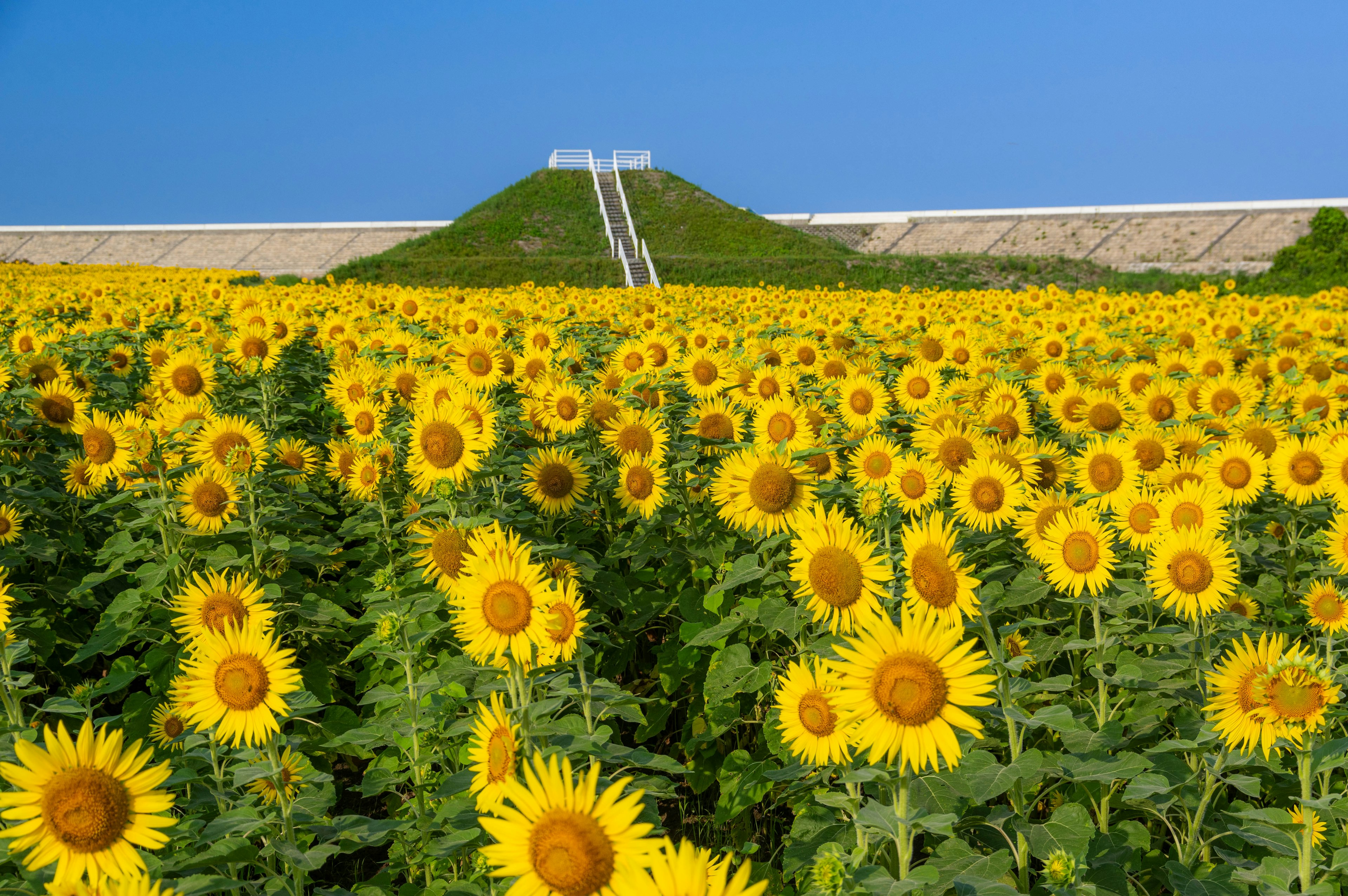 Champ de tournesols sous un ciel bleu avec une colline en arrière-plan