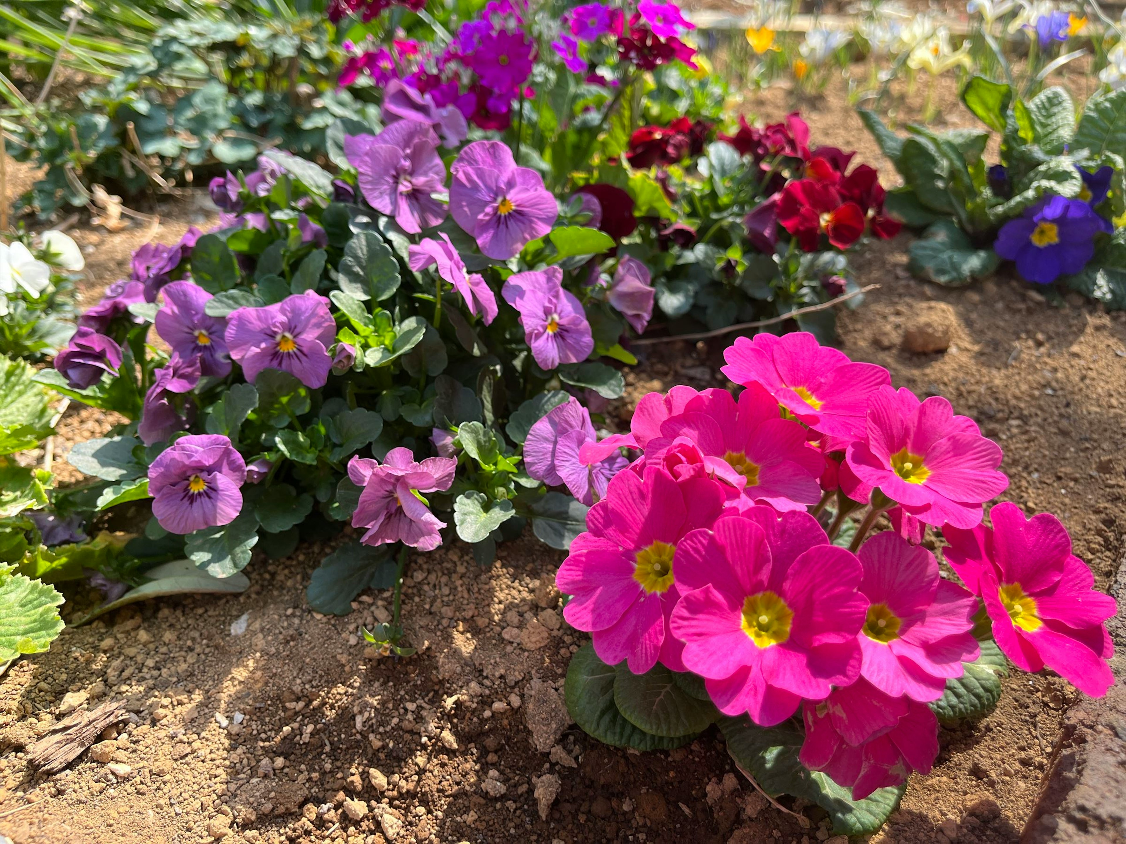 Fiori colorati che sbocciano in un giardino con fiori rosa e viola brillanti