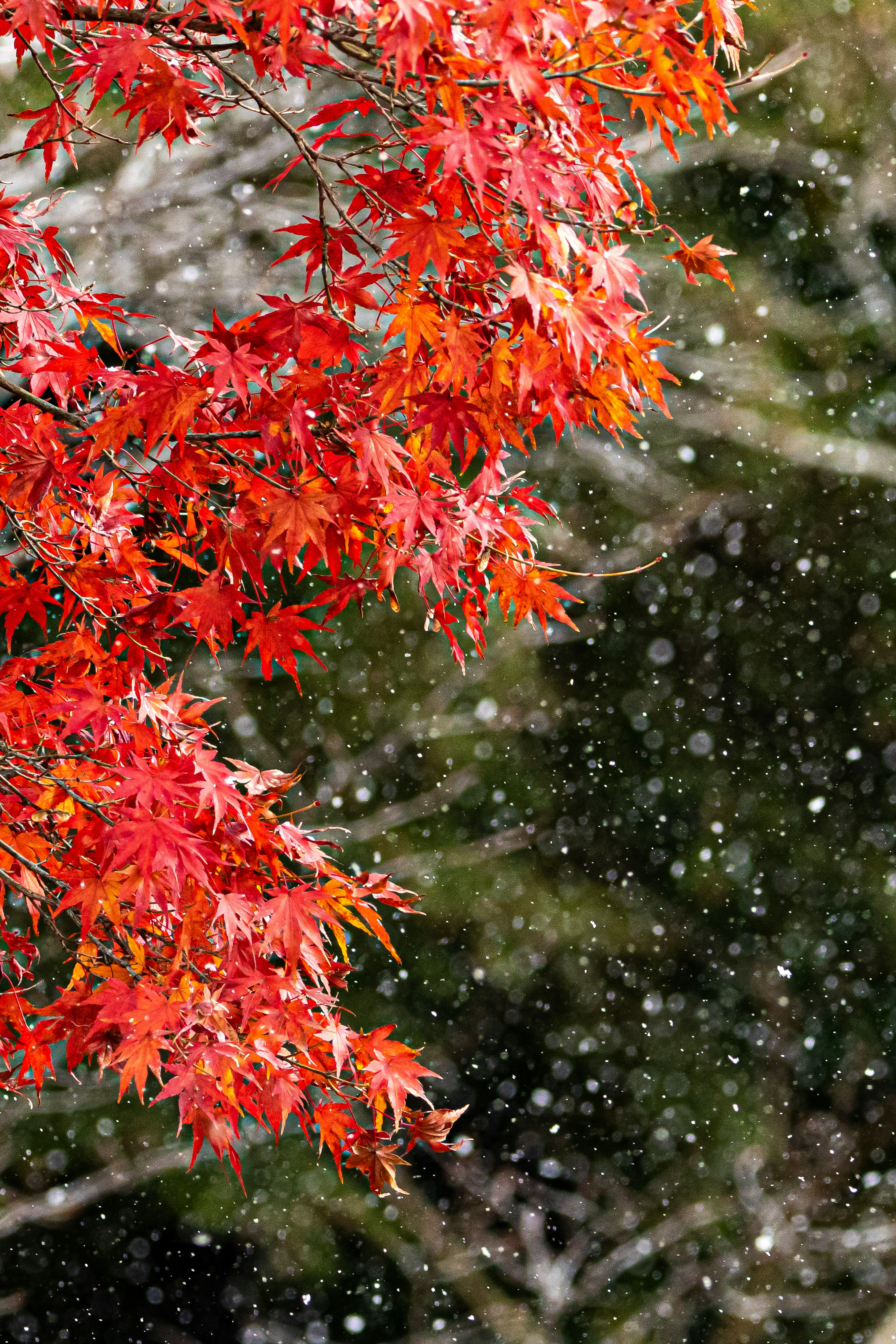 红色枫叶与飘落的雪