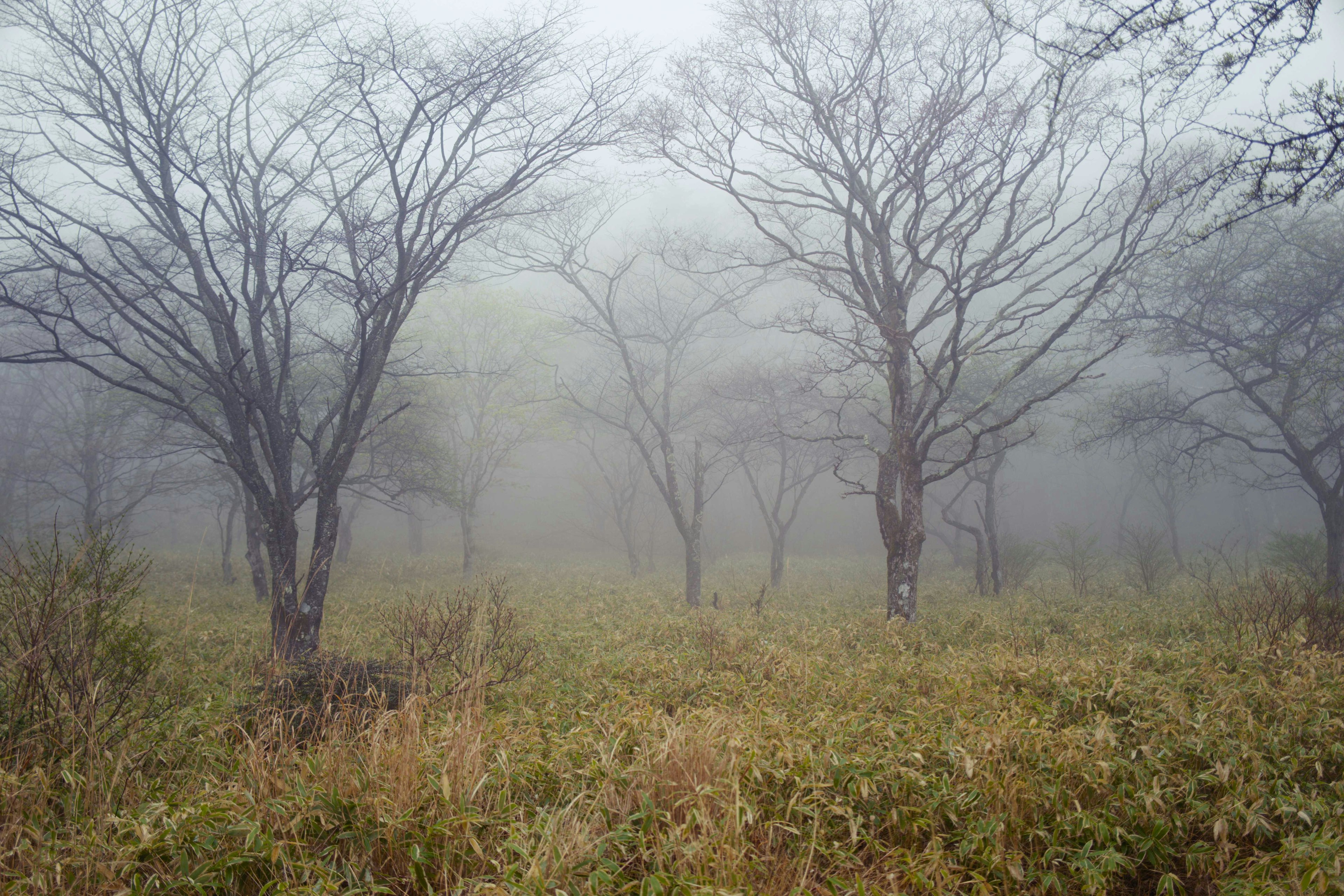 Landschaft mit Bäumen und Wiese im Nebel