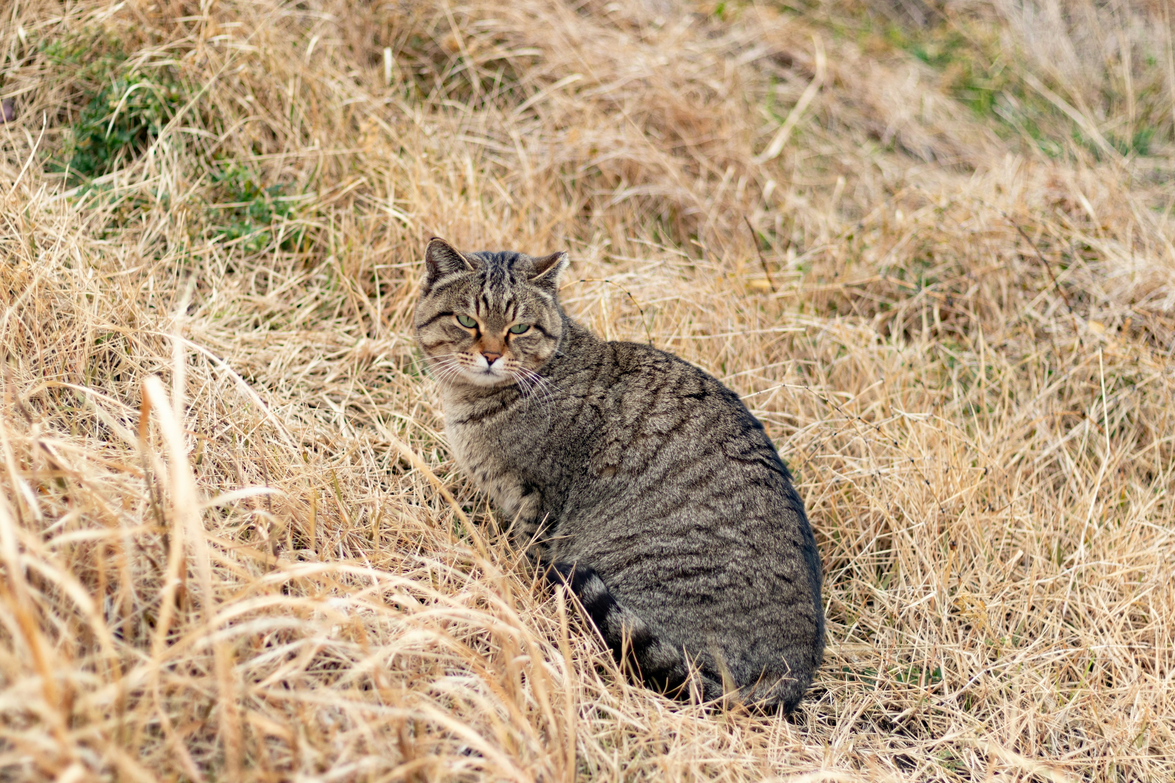 Eine Wildkatze sitzt in einem grasbewachsenen Bereich