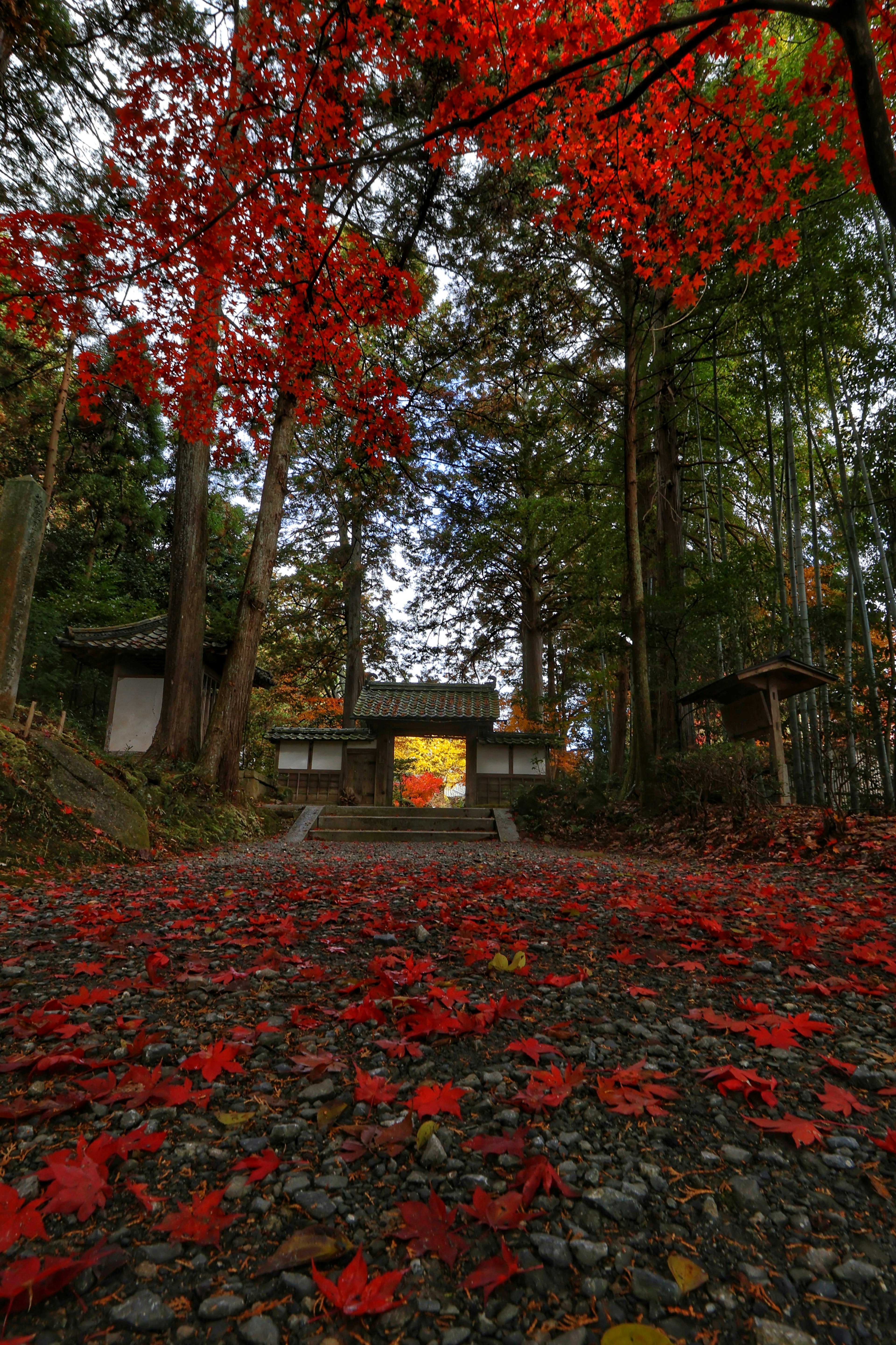 Vue panoramique d'un chemin couvert de feuilles d'automne rouges menant à un sanctuaire