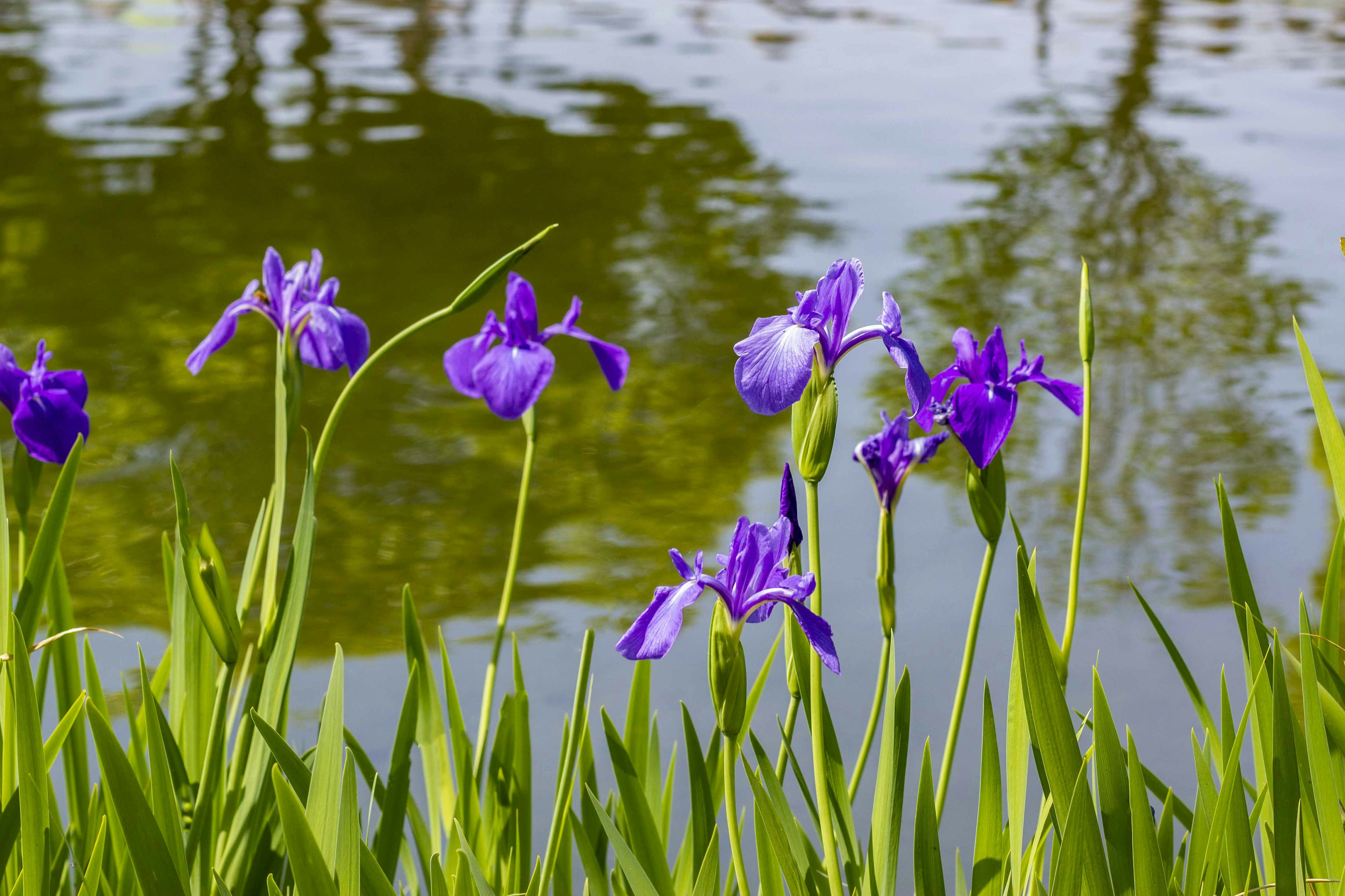 Fleurs d'iris violettes s'épanouissant au bord d'un étang tranquille avec des feuilles vertes