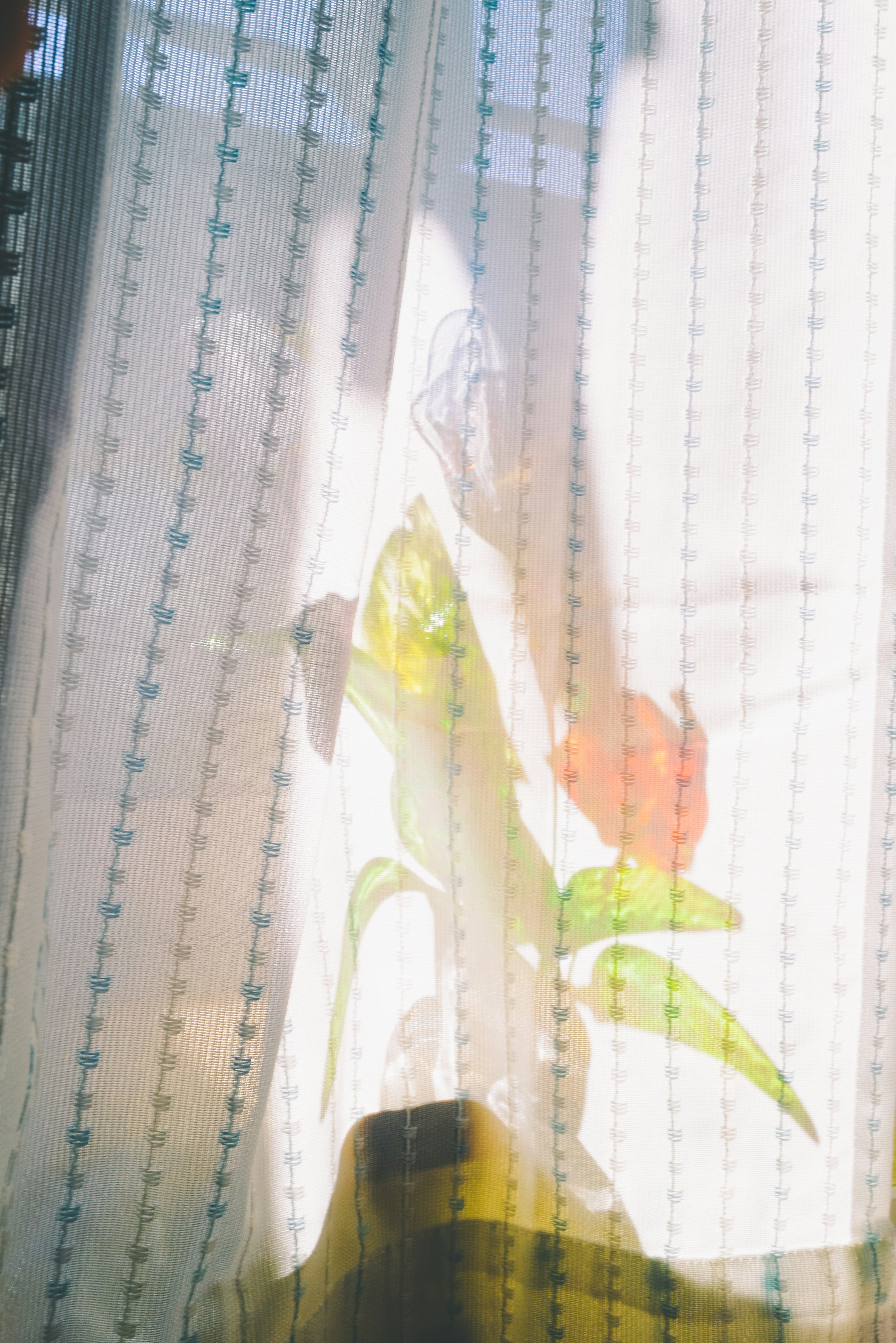 Flower pattern visible through sheer curtain with soft light