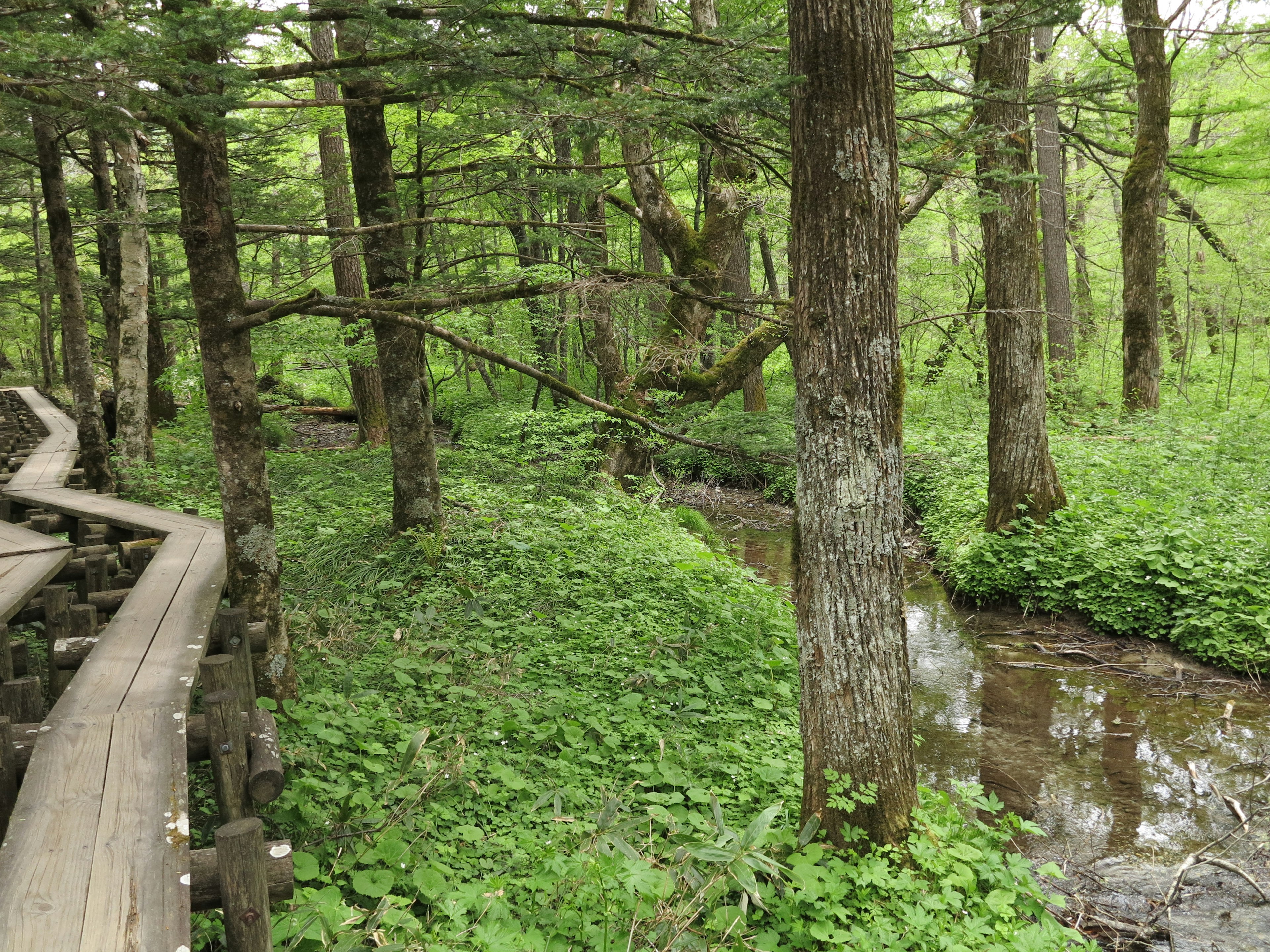 Lush forest path with a stream