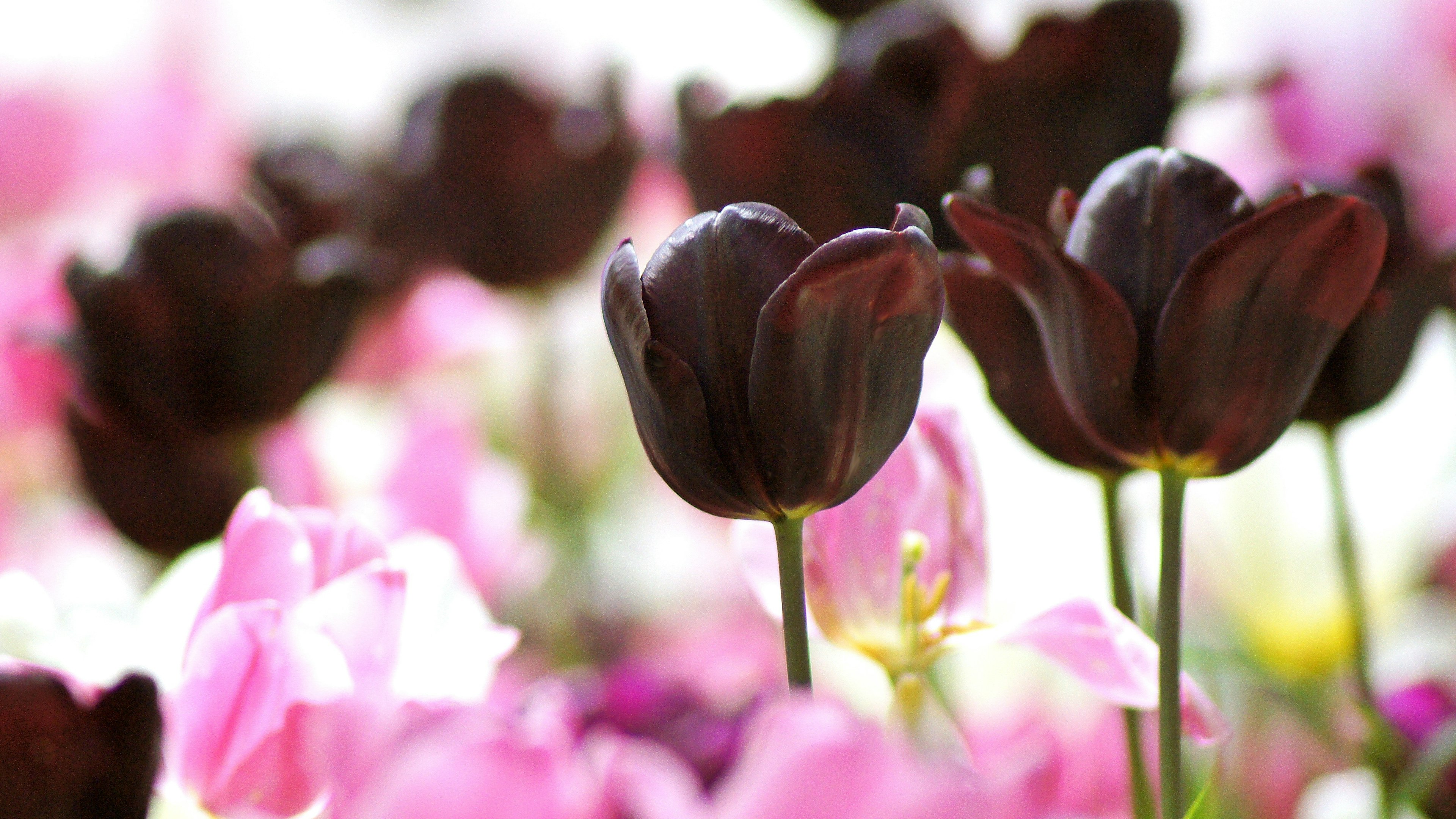 黒いチューリップとピンクの花々が混ざり合う美しい花畑