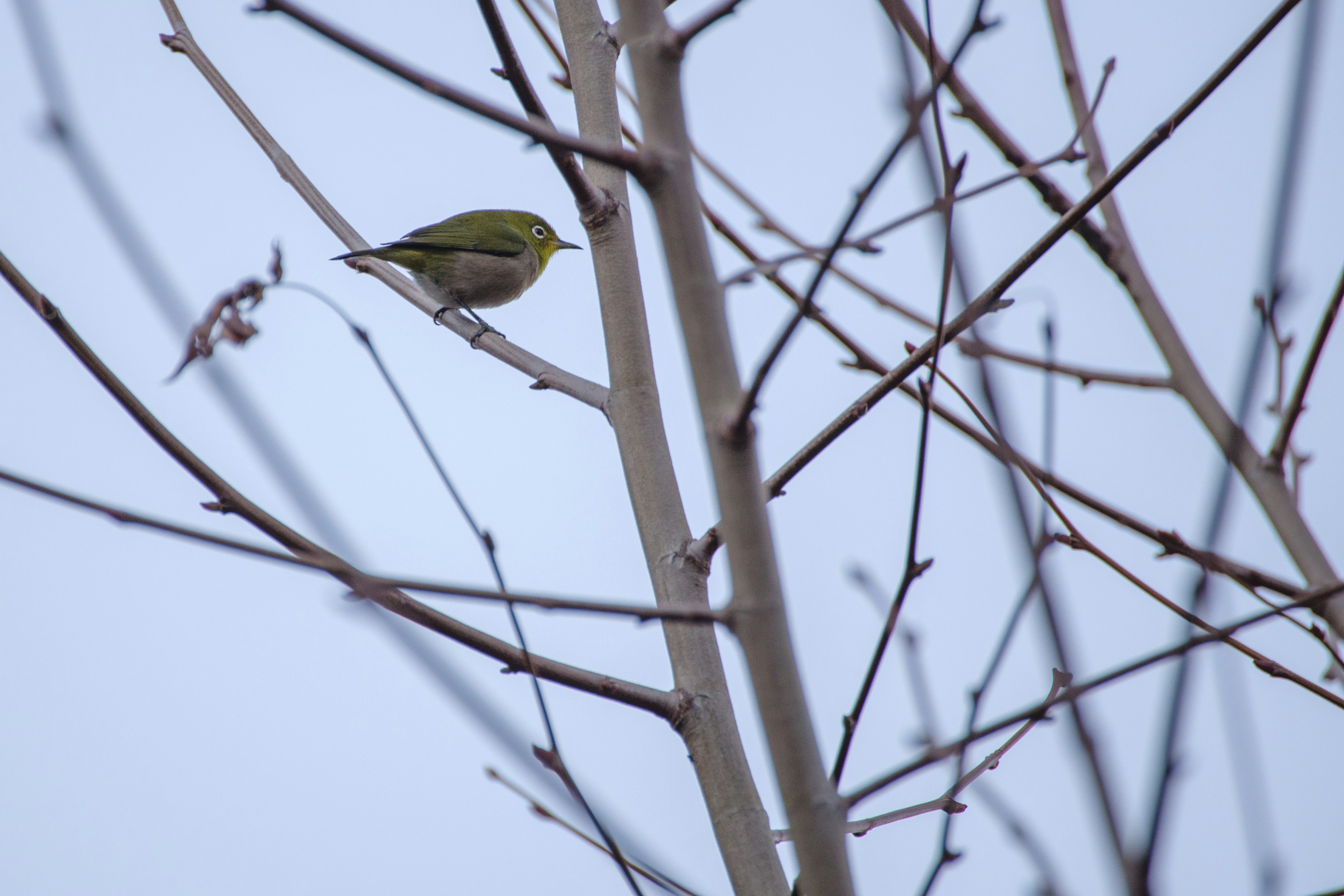 A small green bird perched on a branch against a pale background