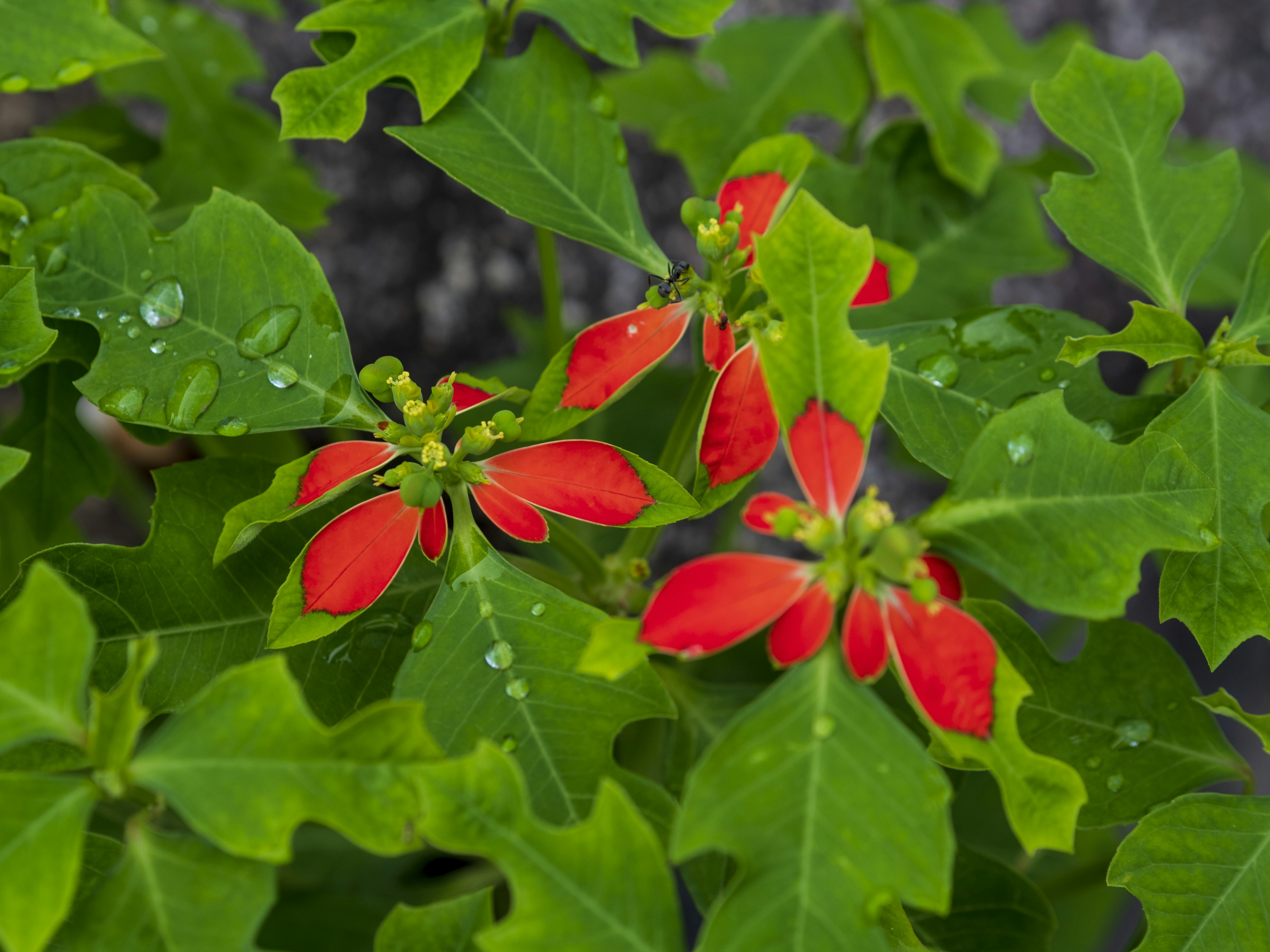 緑の葉に赤い花が咲いている植物のクローズアップ