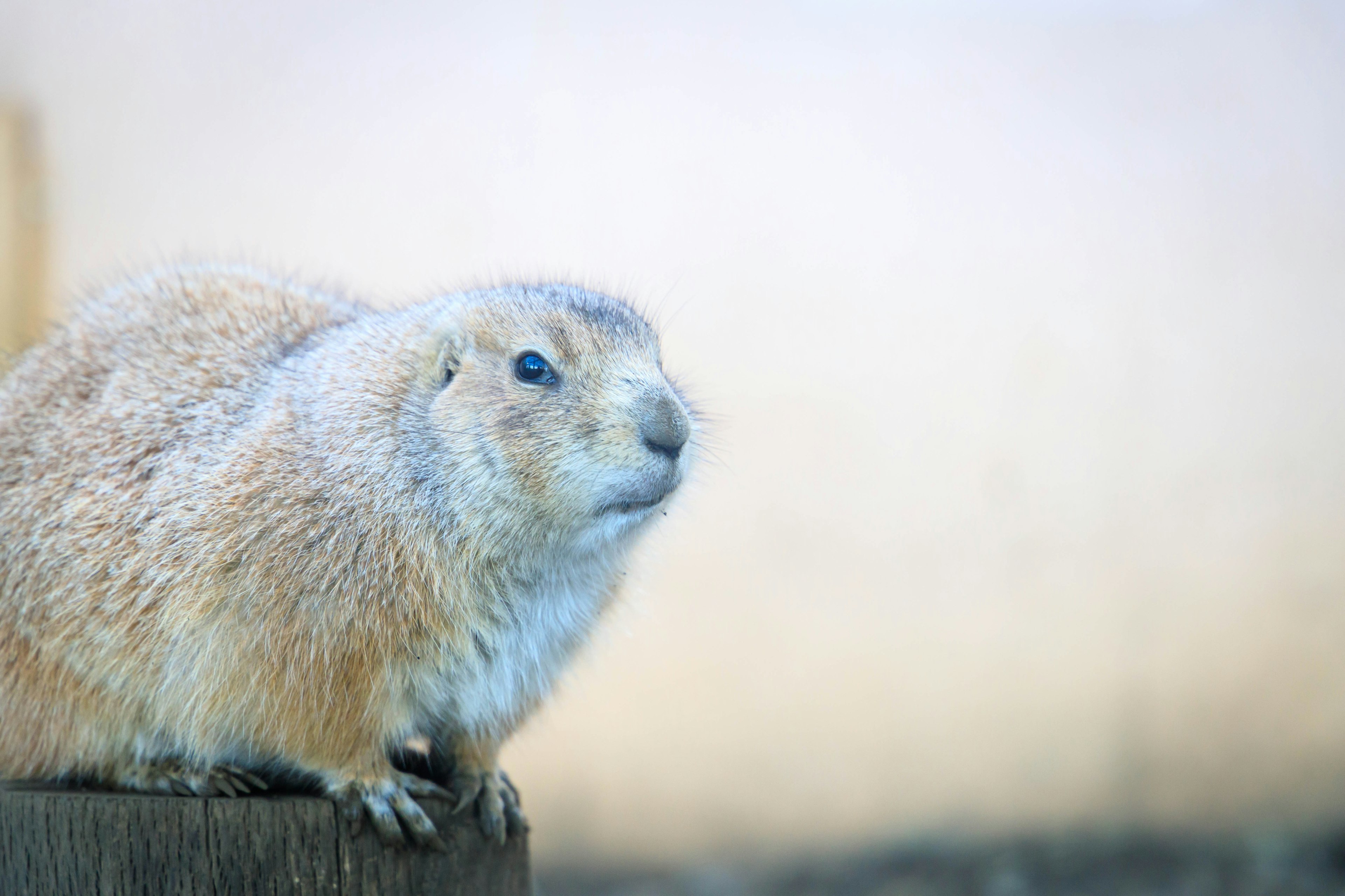 A fluffy prairie dog sitting on a wooden surface