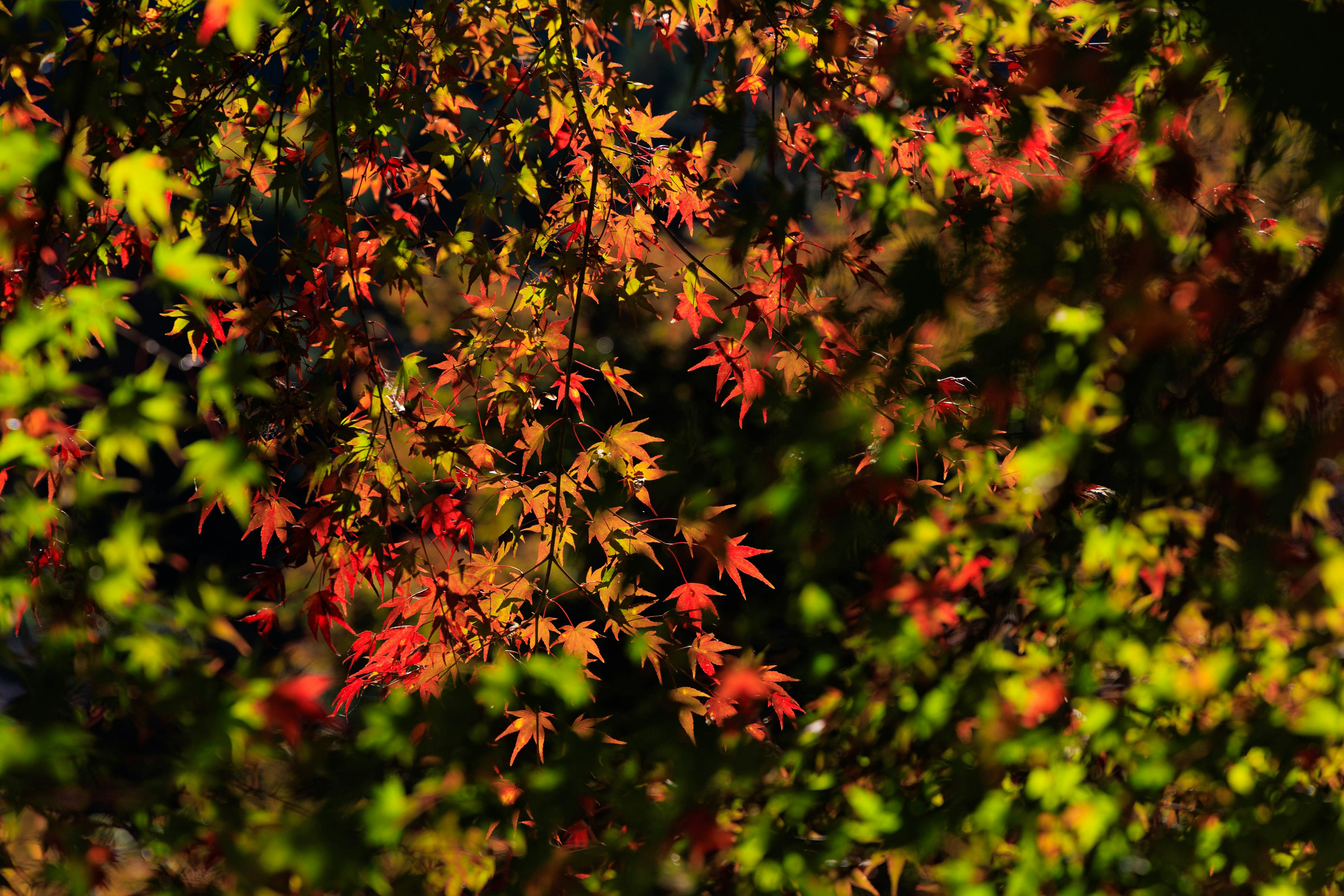 紅葉の葉が緑の背景で鮮やかに映える風景