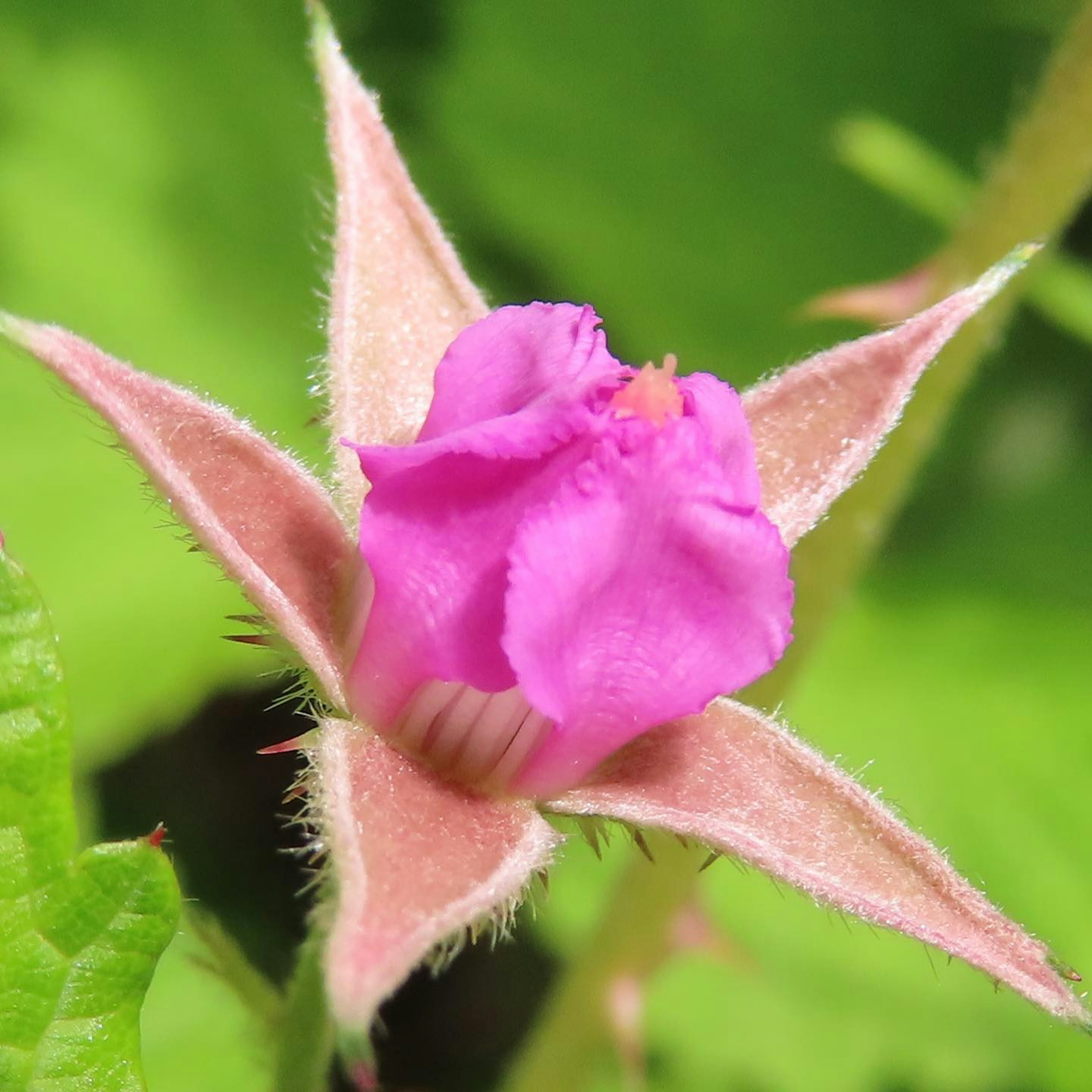 Primo piano di una pianta con un fiore rosa vibrante