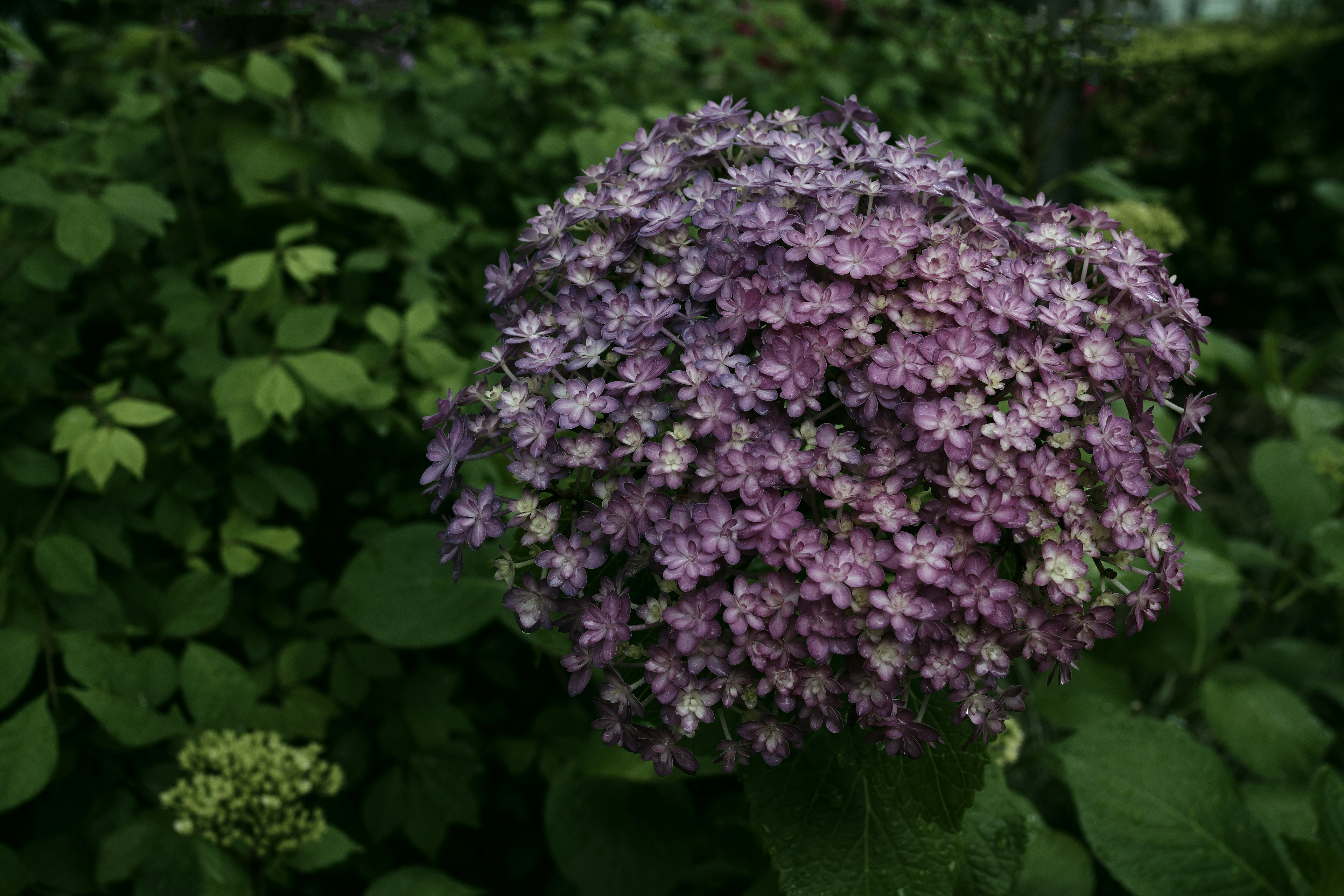 Close-up bunga hydrangea ungu dikelilingi daun hijau