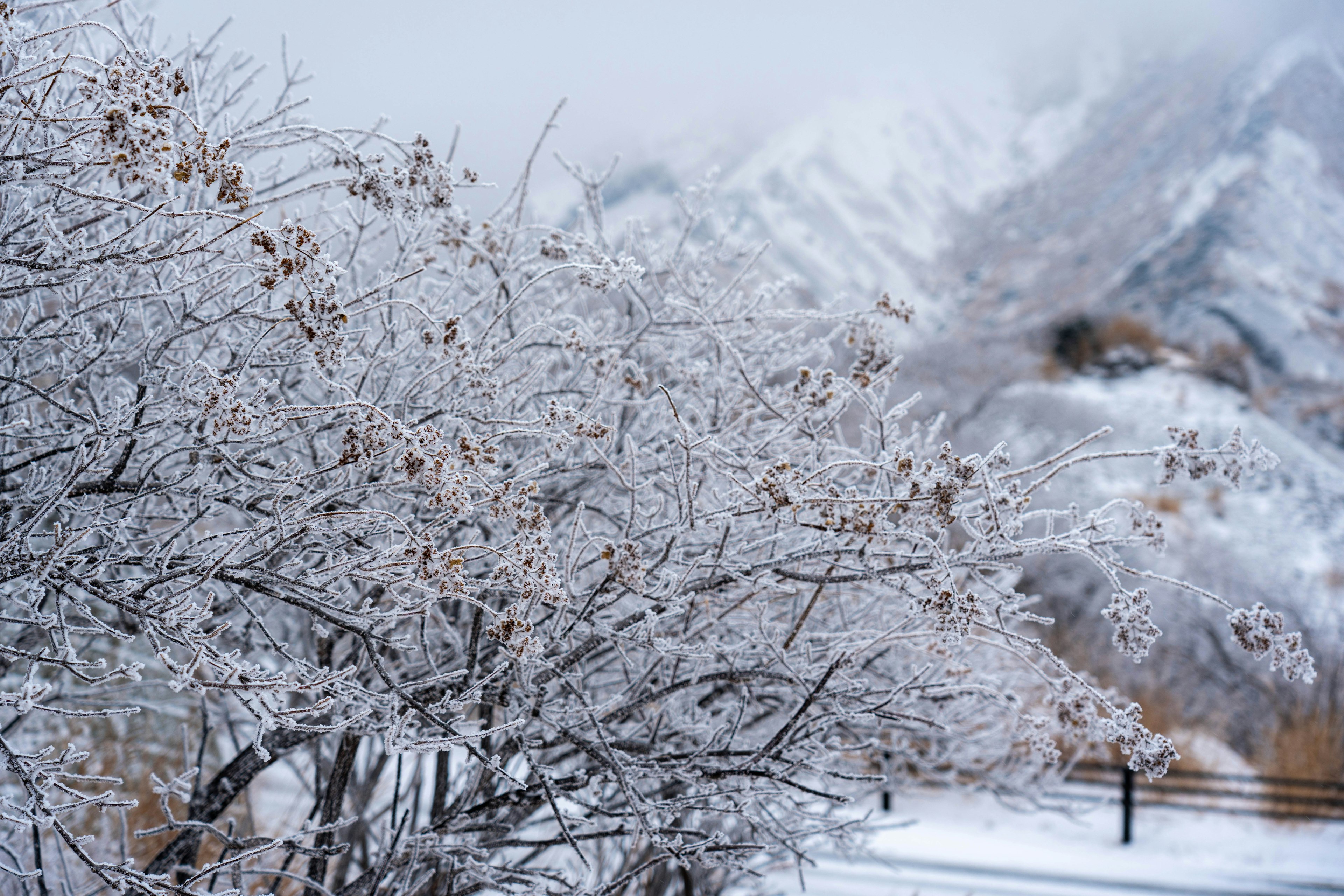 Arbres couverts de neige avec un fond de montagnes