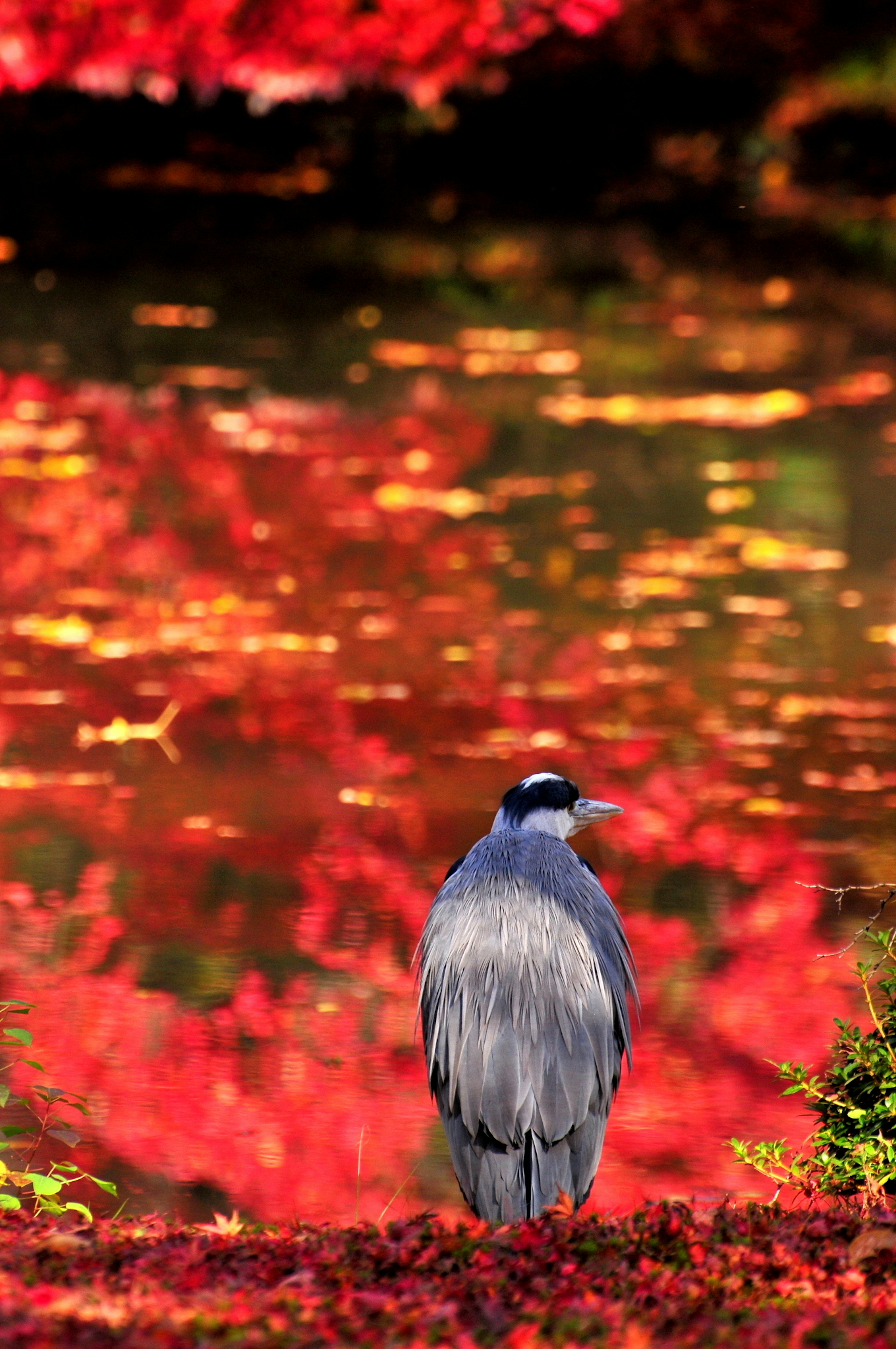 Grauer Vogel steht am Wasser mit Reflexionen roter Blätter