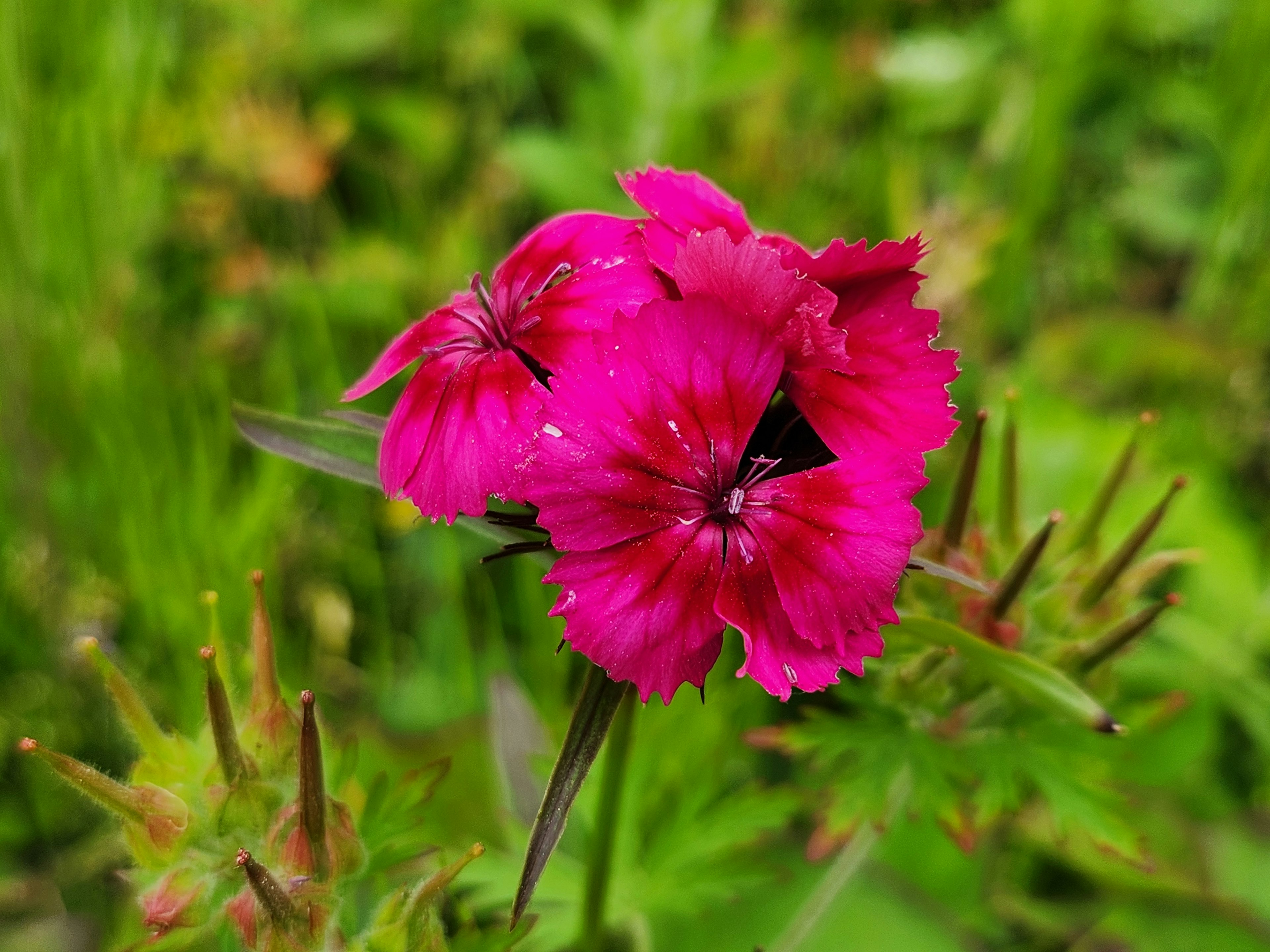 Lebendige rosa Blume blüht vor grünem Hintergrund