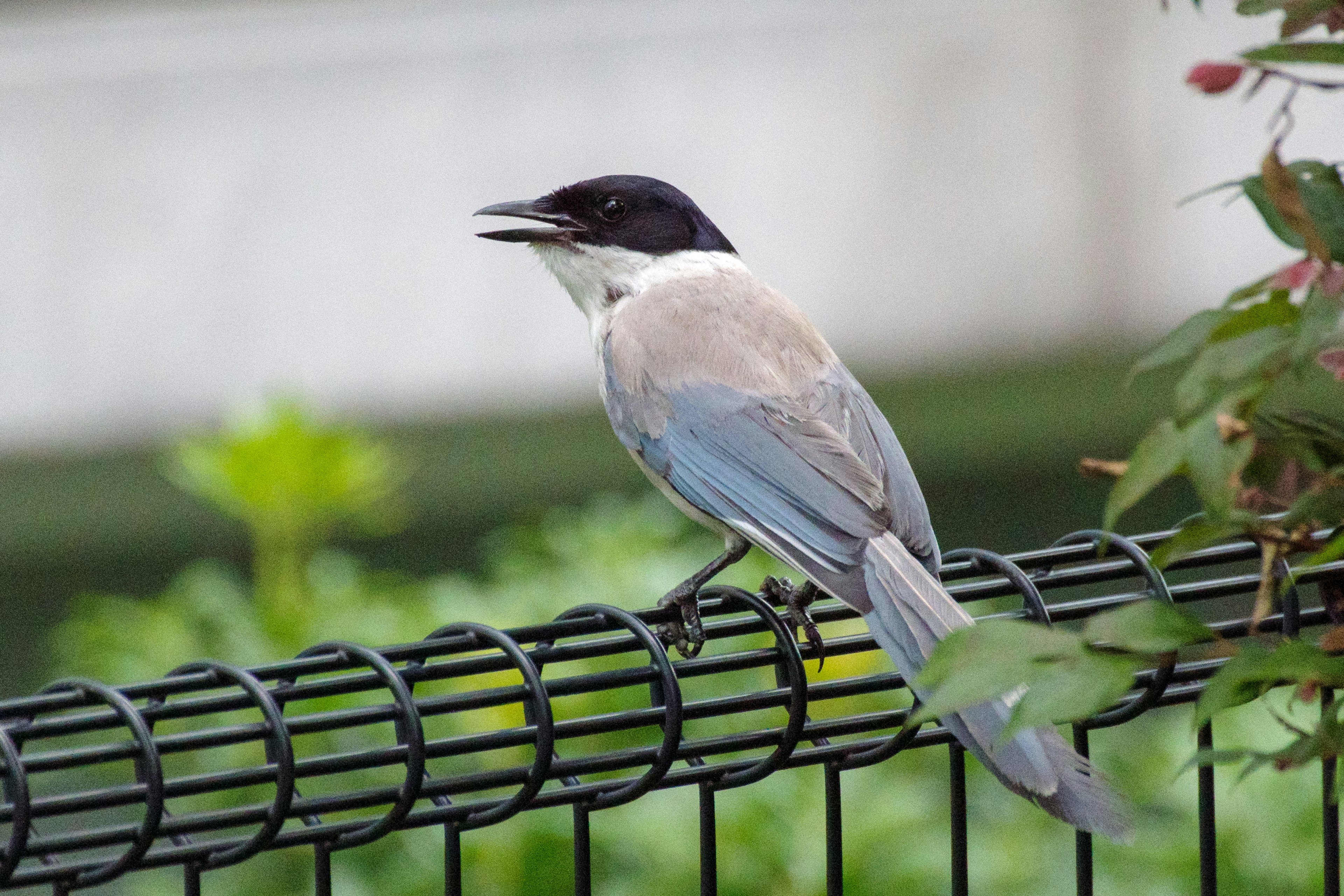 Un pájaro con cabeza negra y plumas grises posado en una cerca