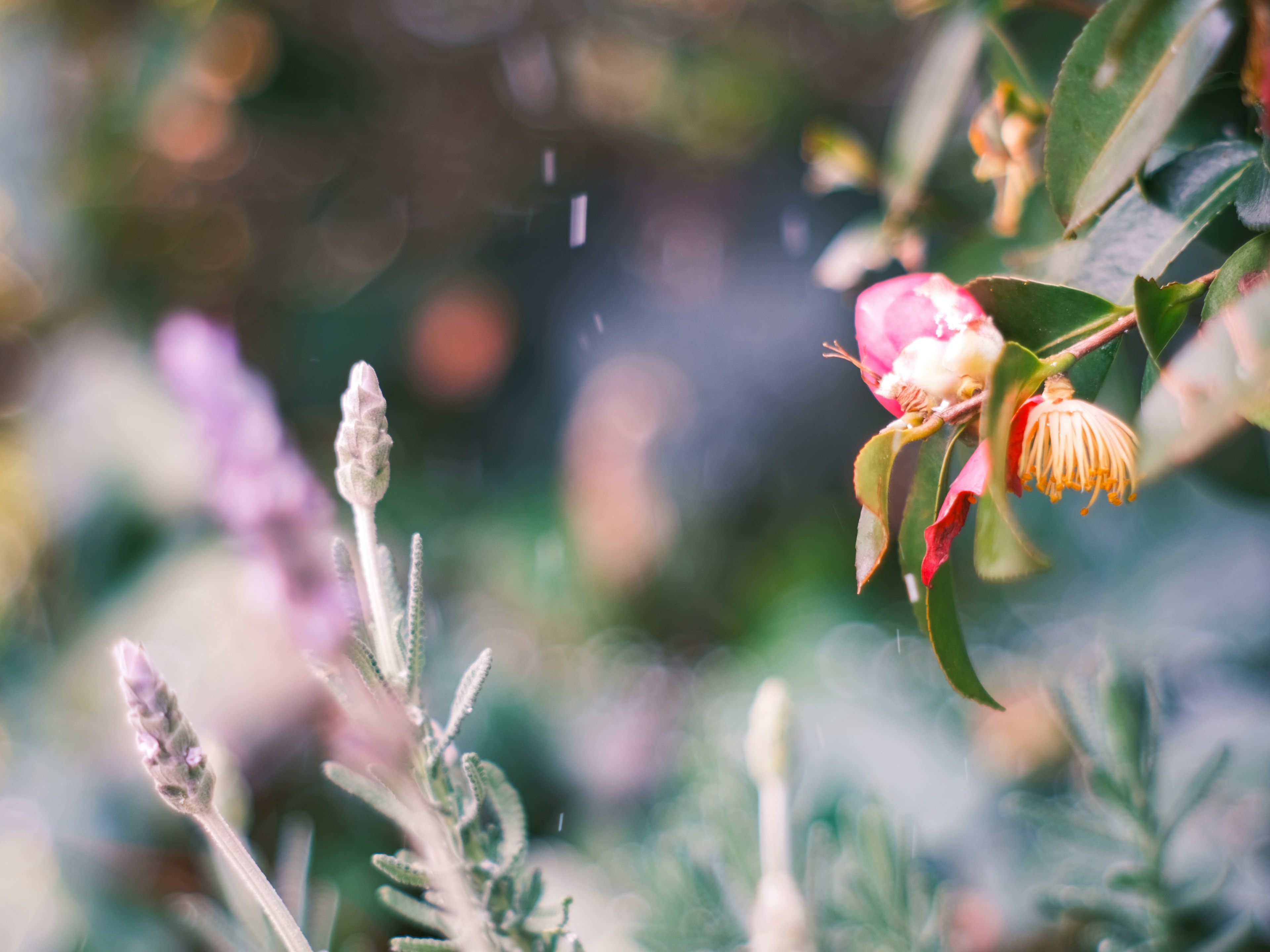 色とりどりの花が咲く庭の風景