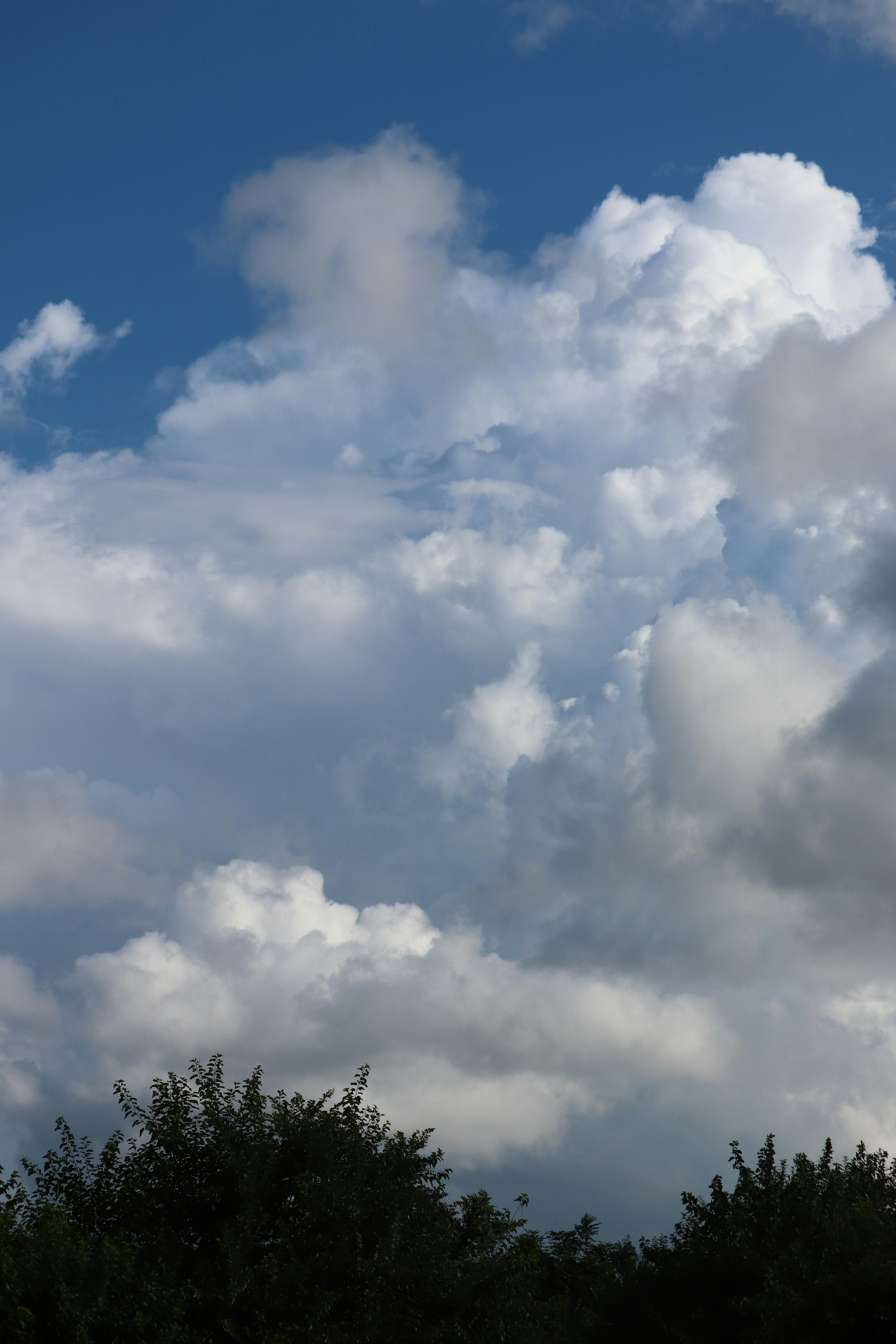 Nuages blancs dans un ciel bleu avec des arbres verts en dessous