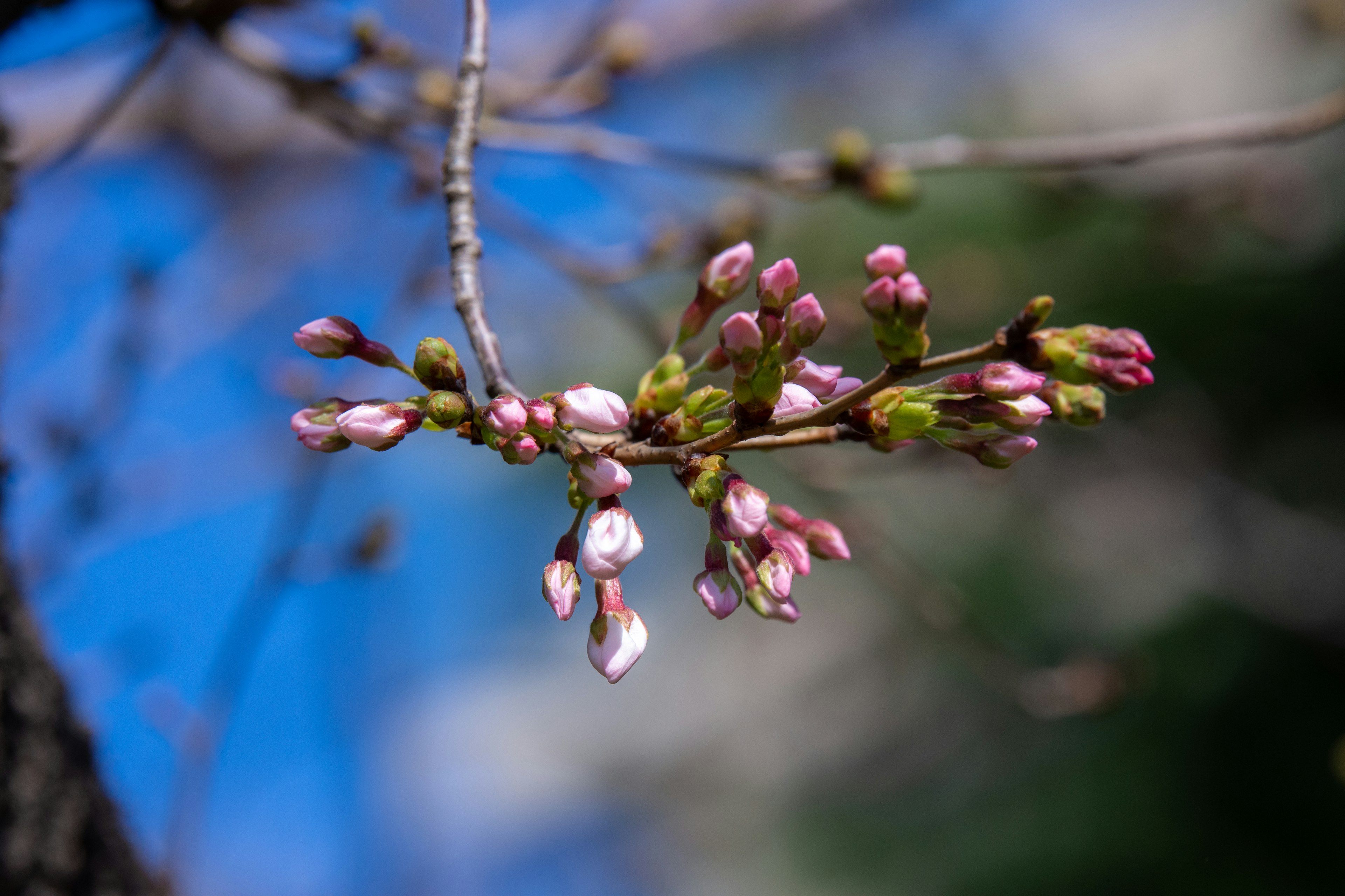 Buds bunga sakura di latar belakang langit biru