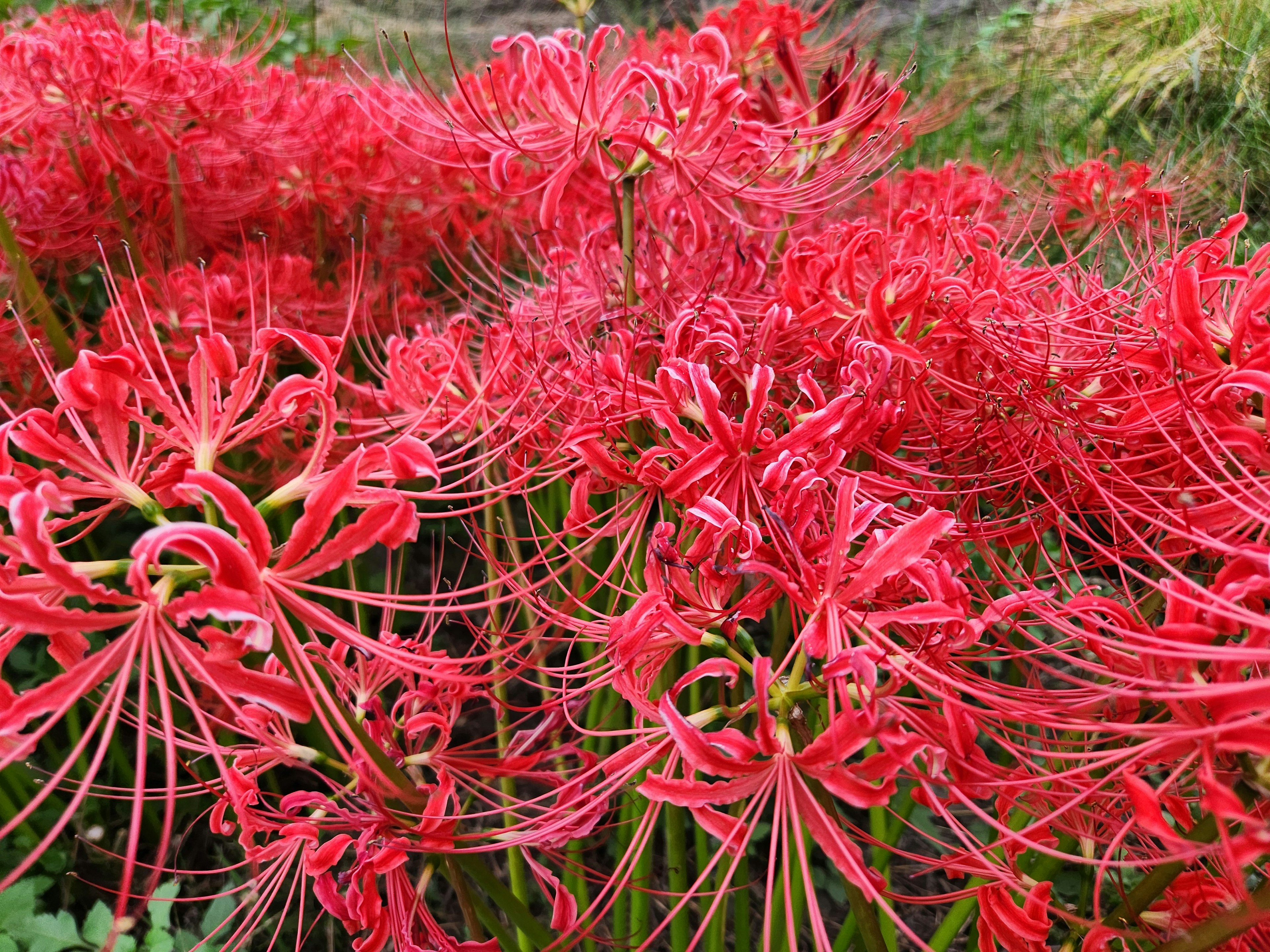 Ein lebendiger Haufen roter Spinnenlilien in Blüte