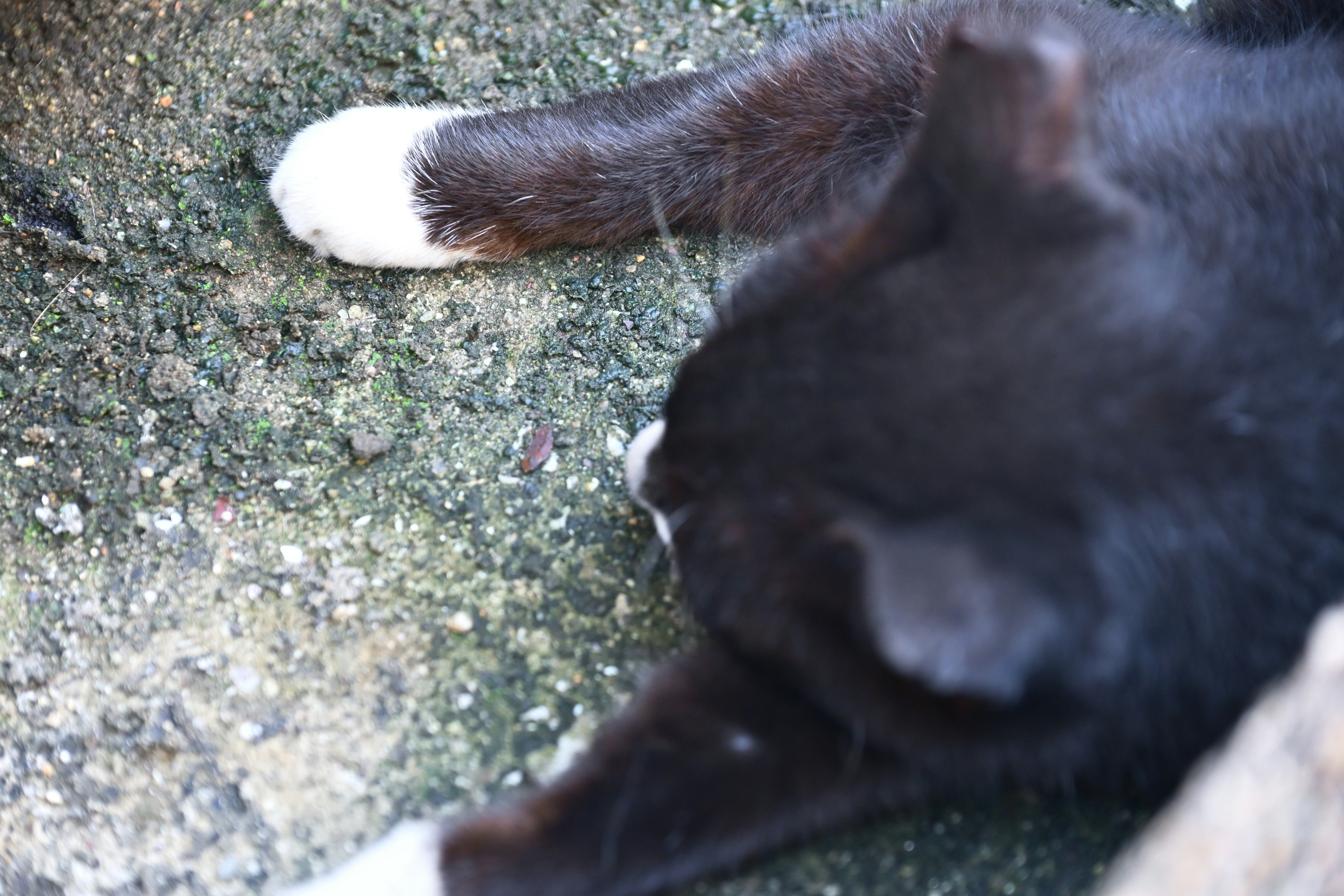 Chat noir et blanc allongé sur le sol